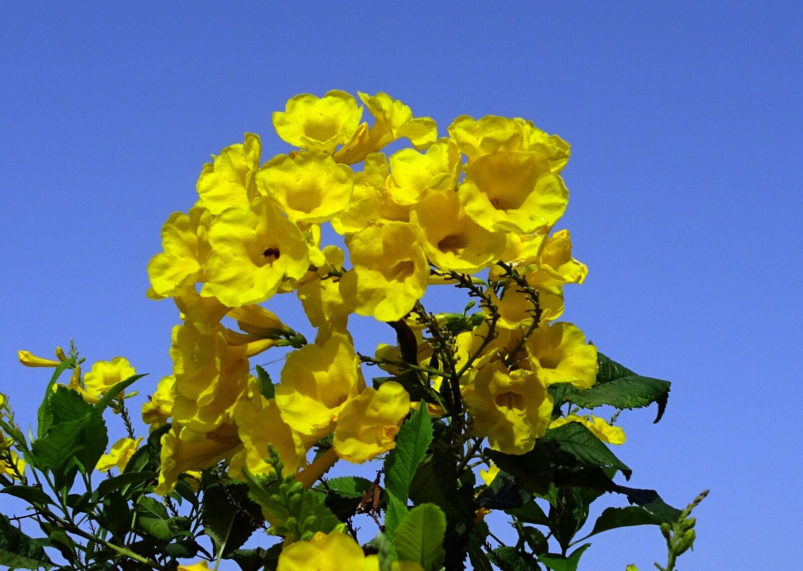 Sony Cyber-shot DSC-HX90V sample photo. Flower, yellow, chestnutleaf trumpetbush photography