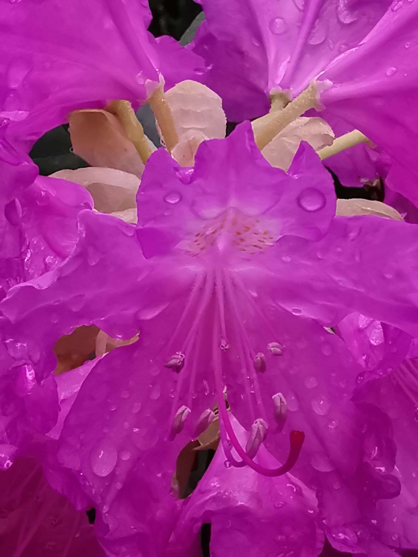 HUAWEI LYA-L29 sample photo. Rhododendron, nature, bloom photography