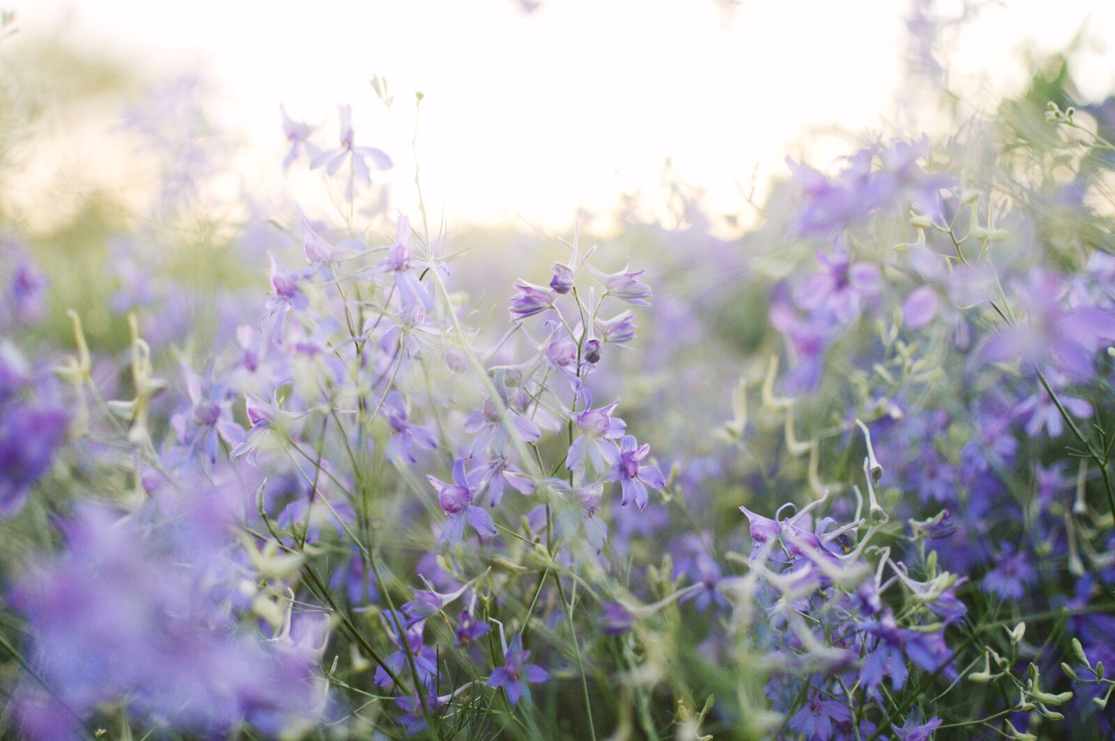 Nikon D3200 sample photo. Blooming field, summer, violet photography