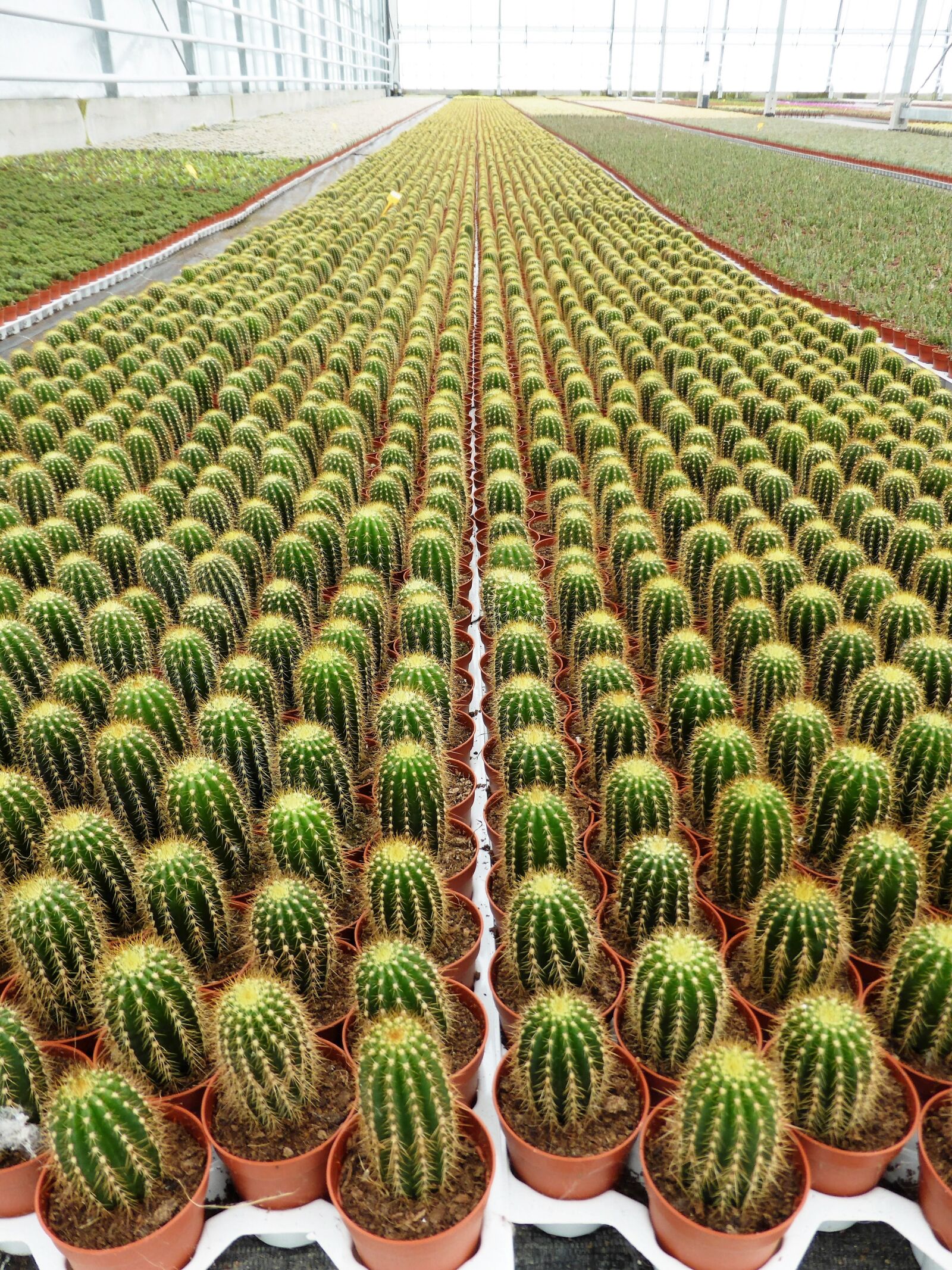 Panasonic Lumix DMC-ZS30 (Lumix DMC-TZ40) sample photo. Plants, cactus, spines photography