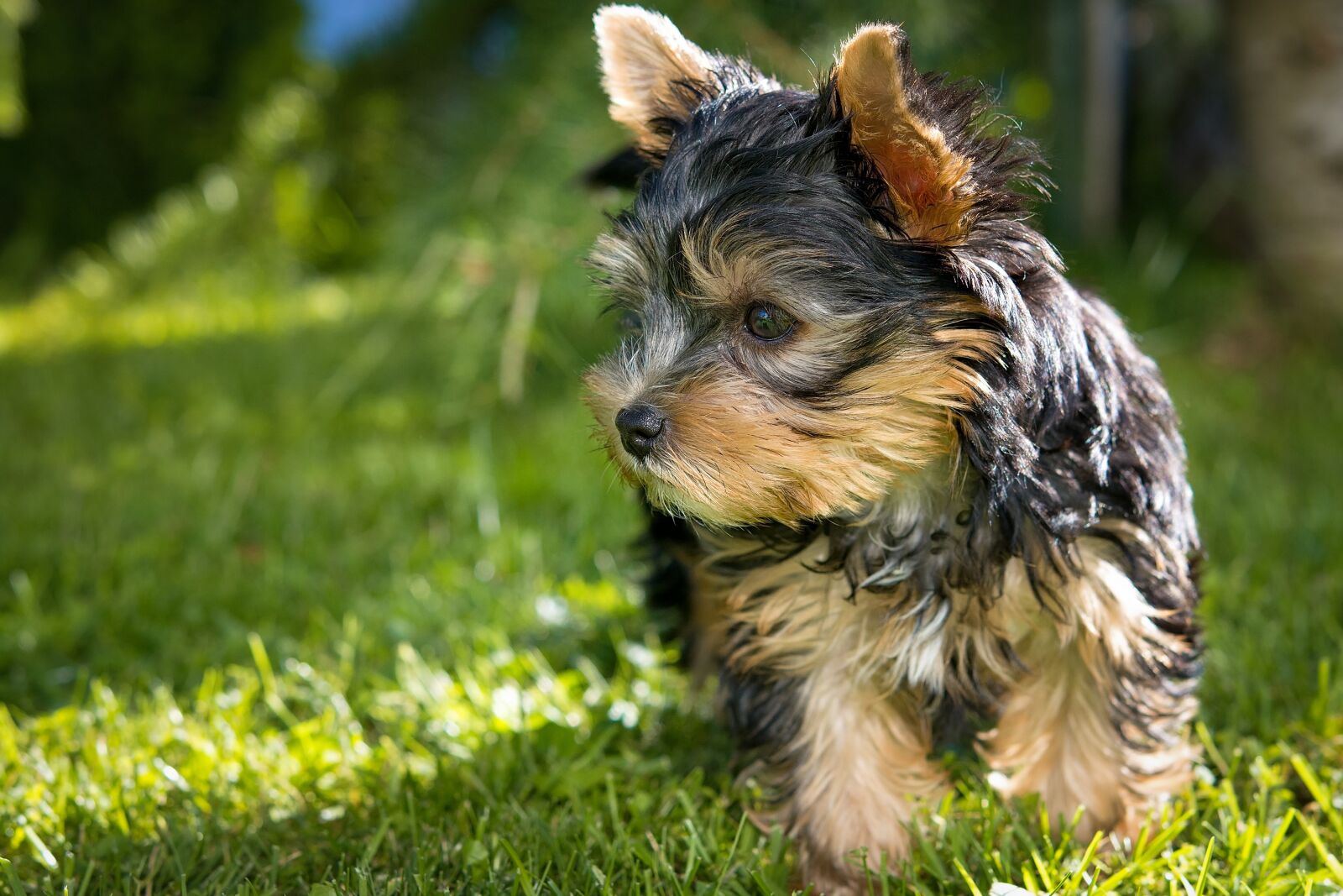 Nikon D7100 sample photo. Dog, puppy, yorkshire terrier photography