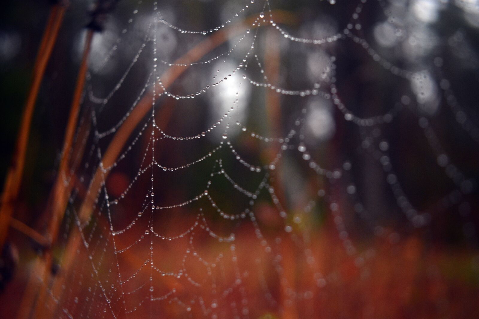 Nikon D3400 sample photo. Cobweb, spider, hotel photography