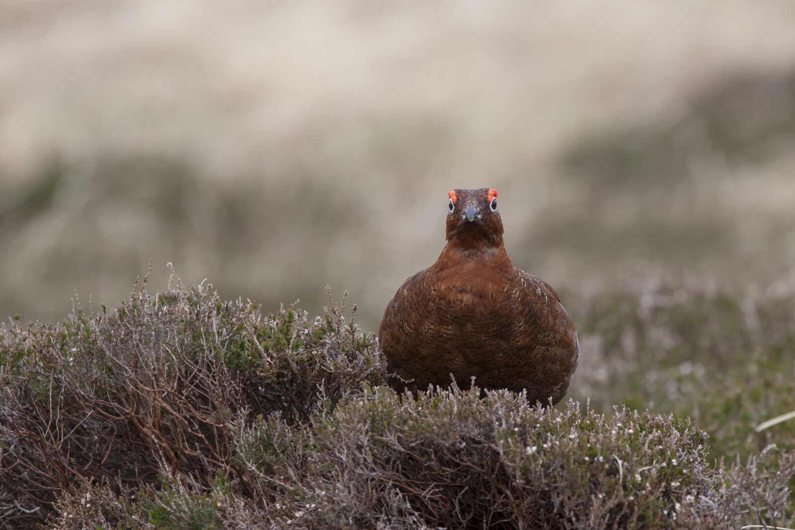 Canon EF 70-200mm F2.8L IS II USM sample photo. Bird, grouse, nature photography