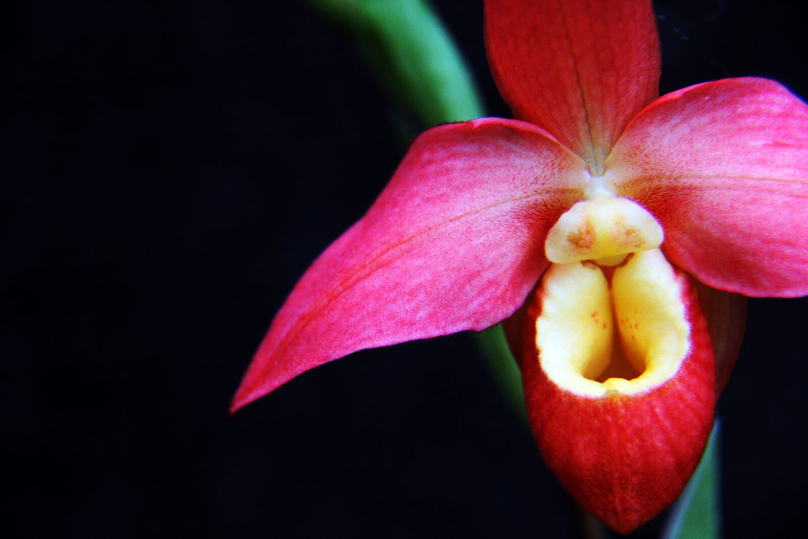 Canon EOS 7D sample photo. Orchid, pink, flower photography