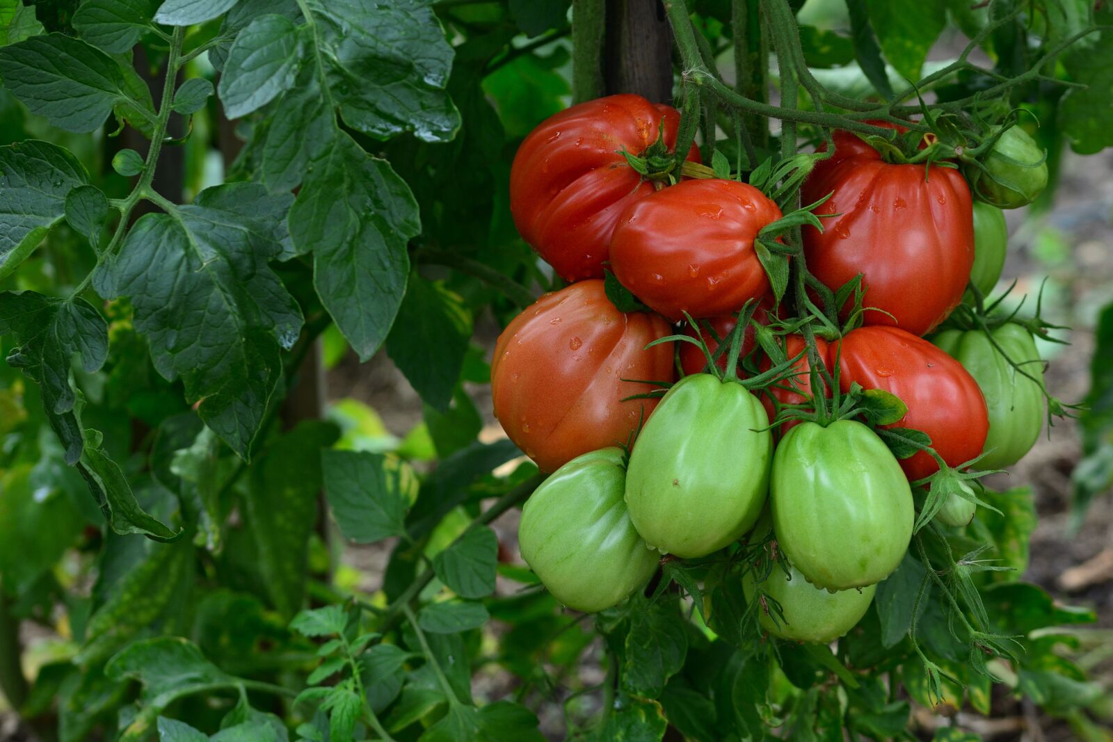 Nikon D5200 sample photo. Tomatoes, harvest, garden photography