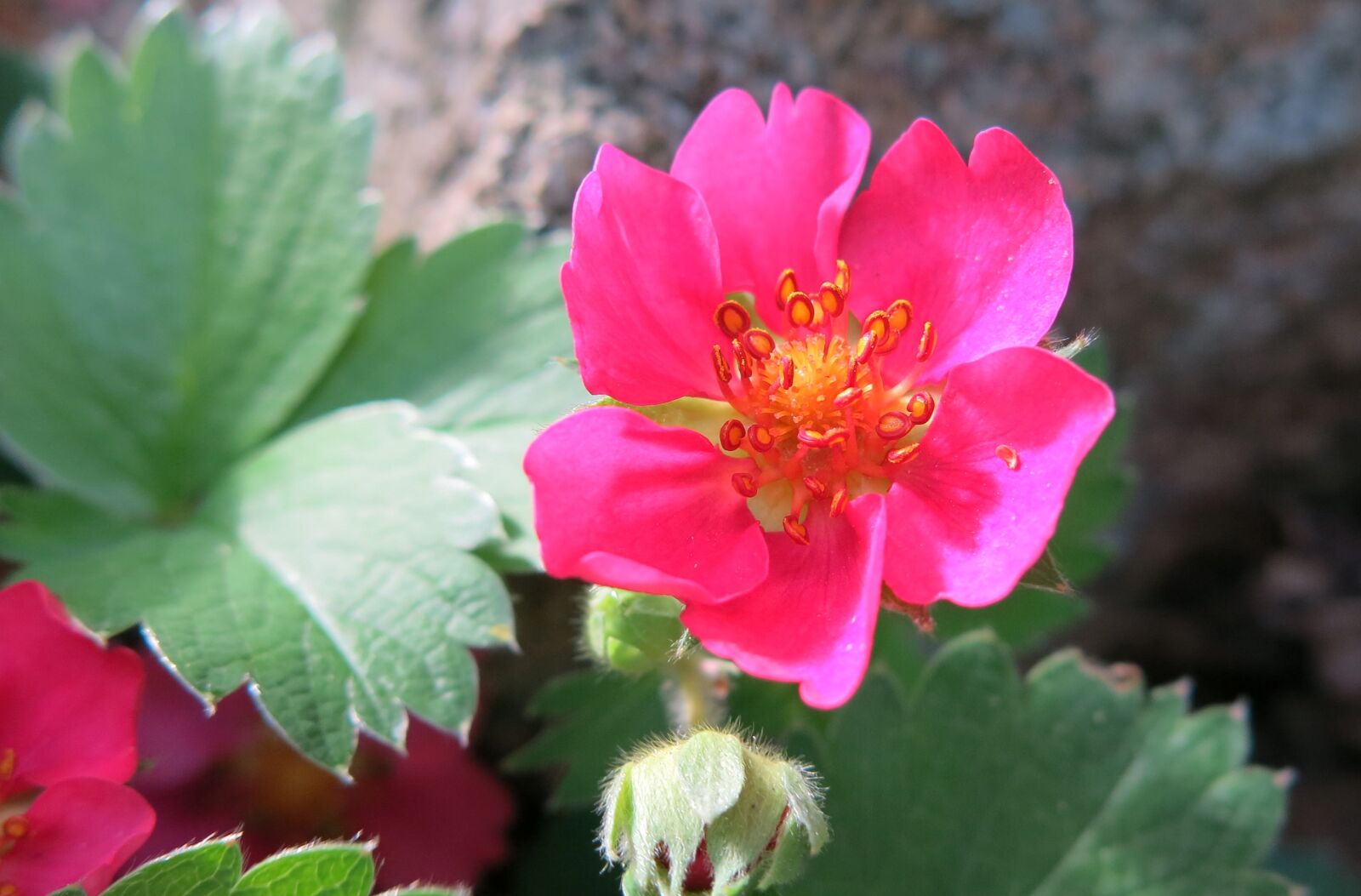Canon PowerShot G15 sample photo. Pink, strawberry, stamen photography