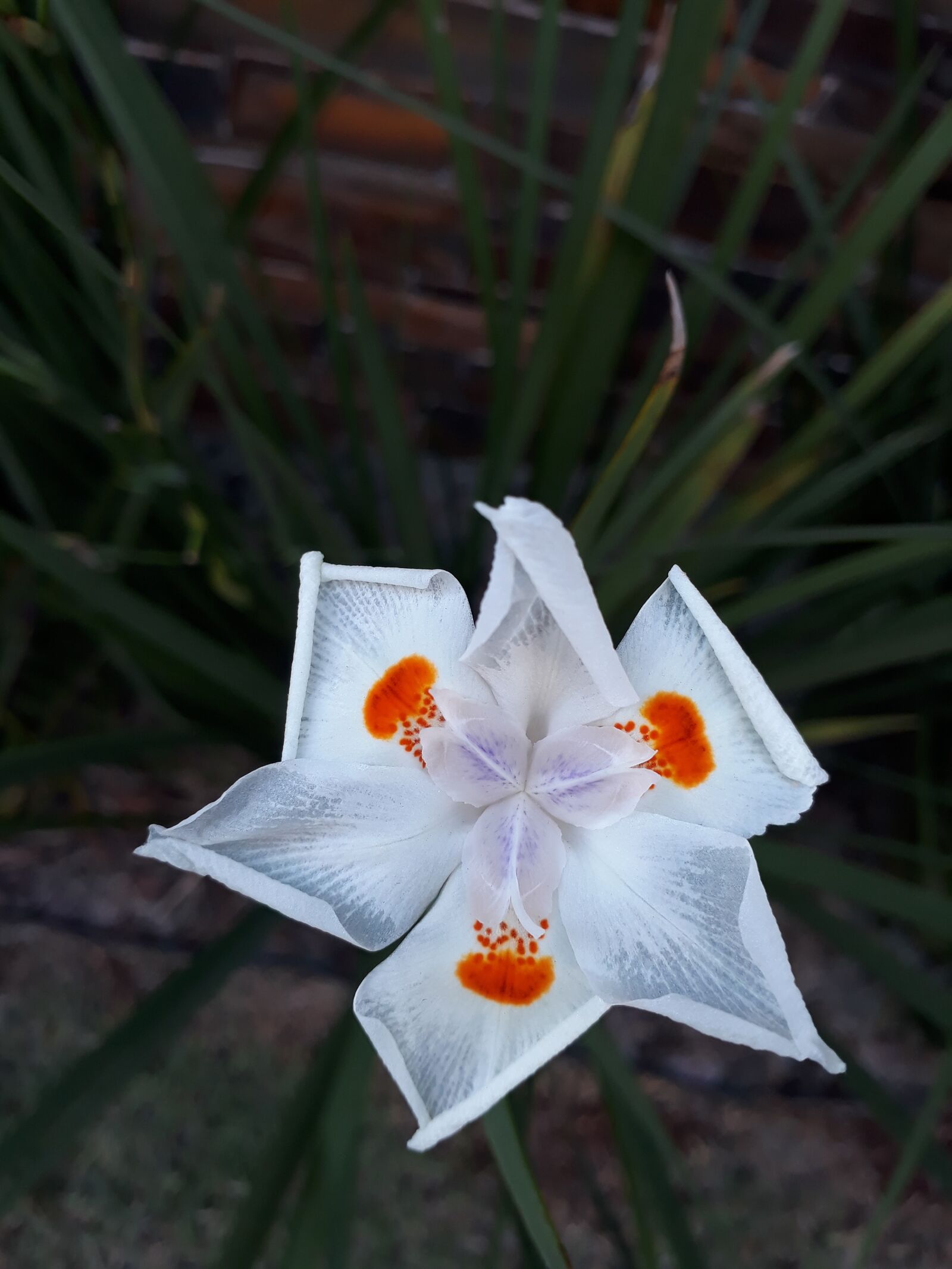 Samsung Galaxy J7 Prime sample photo. Flower, white, tranquility photography