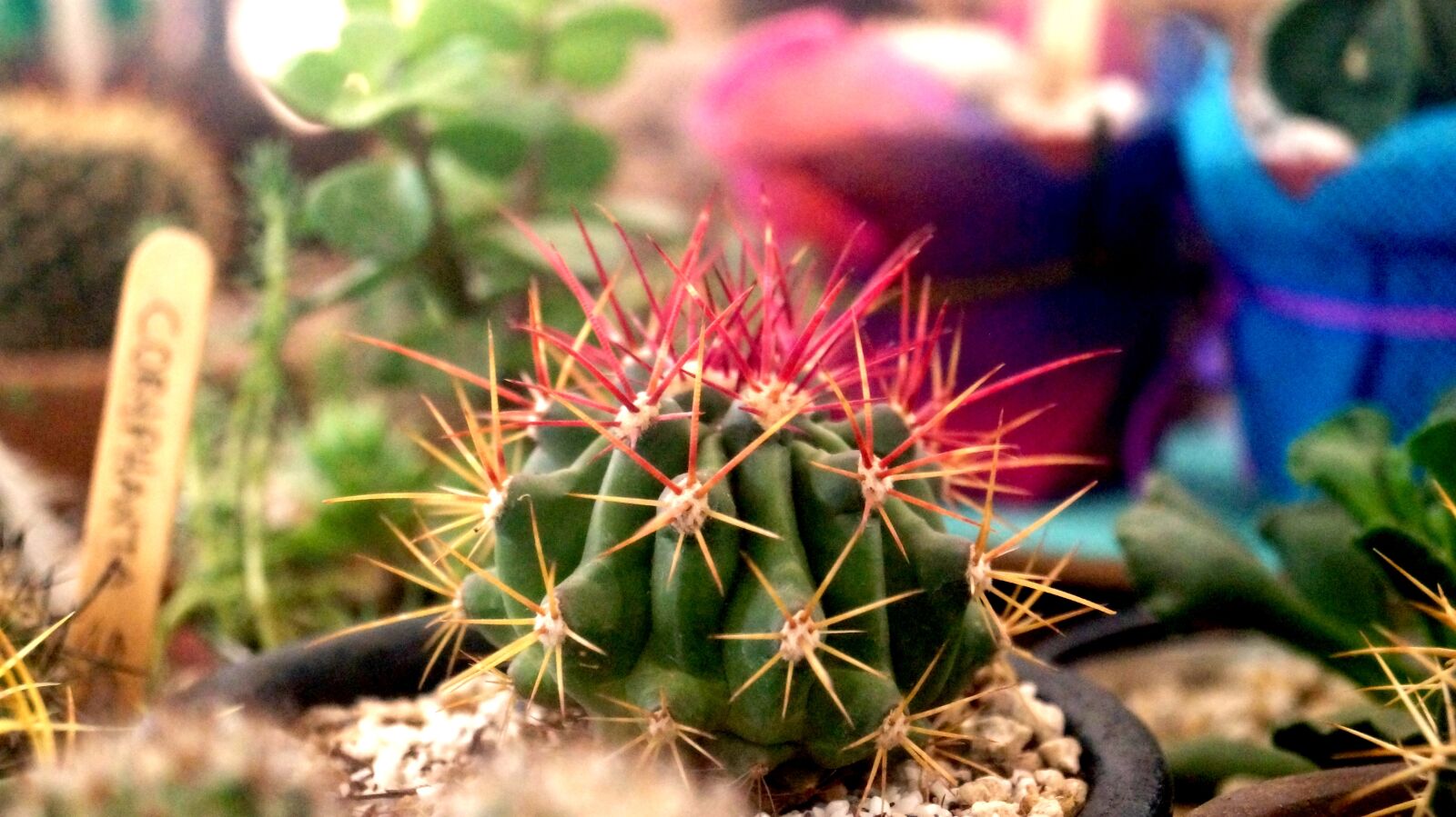 Sony SLT-A37 sample photo. Cactus, mexico, thorns photography