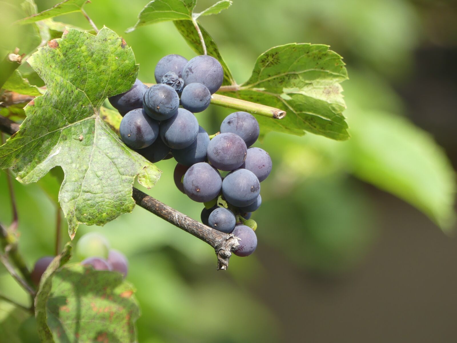 Panasonic Lumix DMC-FZ300 sample photo. Leaves, wine, grape photography