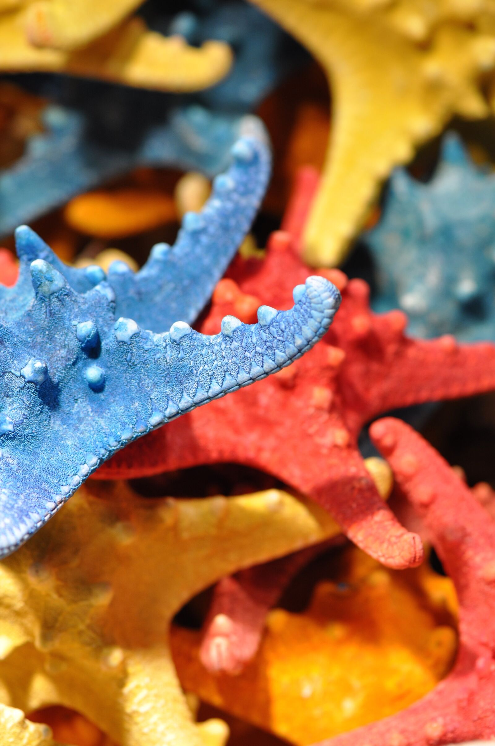 Nikon D90 sample photo. Starfish, sea, ocean photography