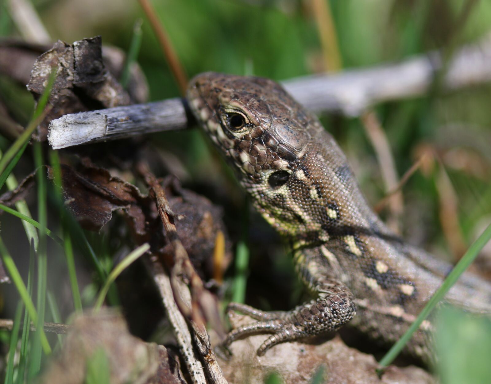 Canon EF-S 60mm F2.8 Macro USM sample photo. The lizard, reptile, small photography