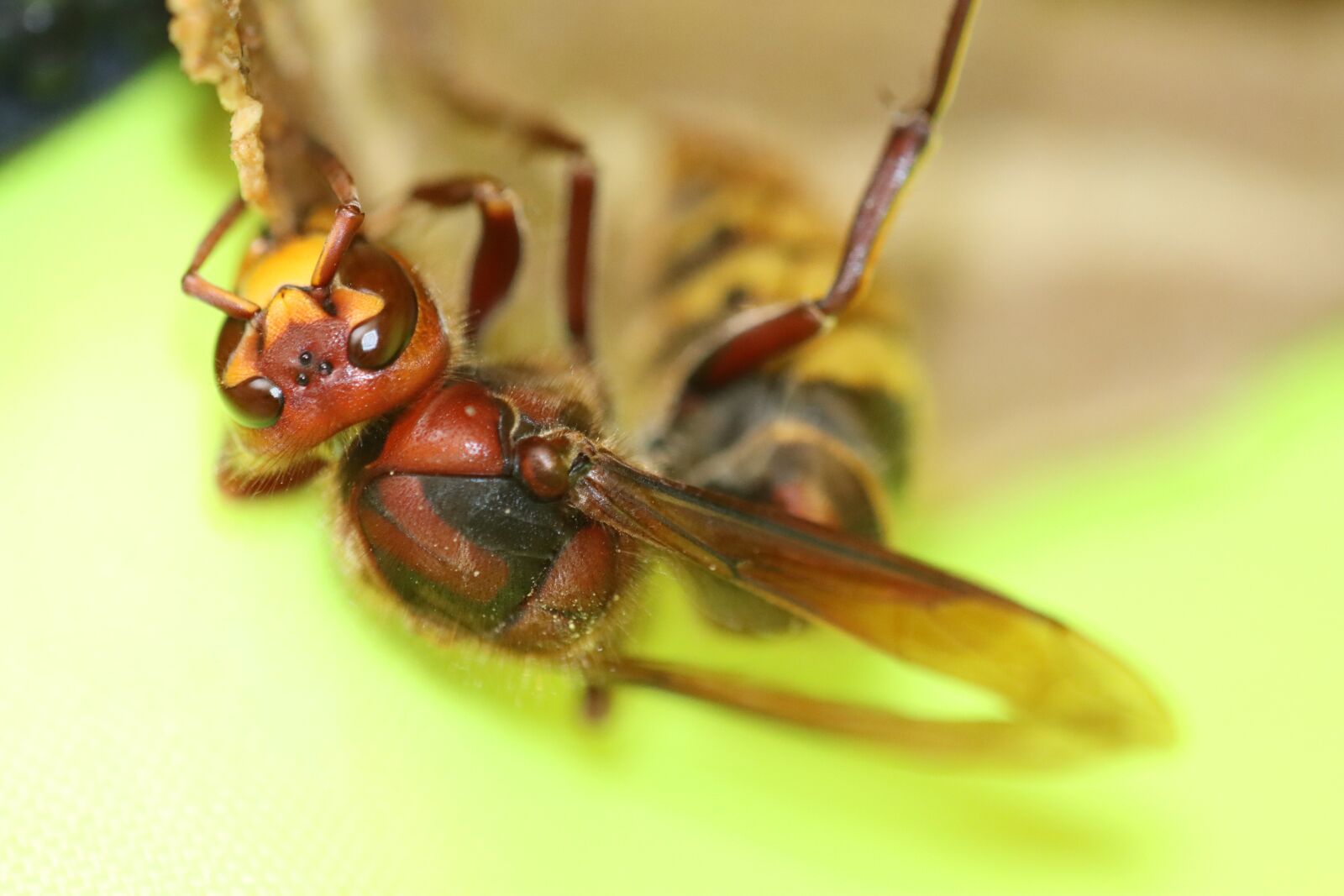 Canon EOS 90D sample photo. Wasp, sting, insect photography