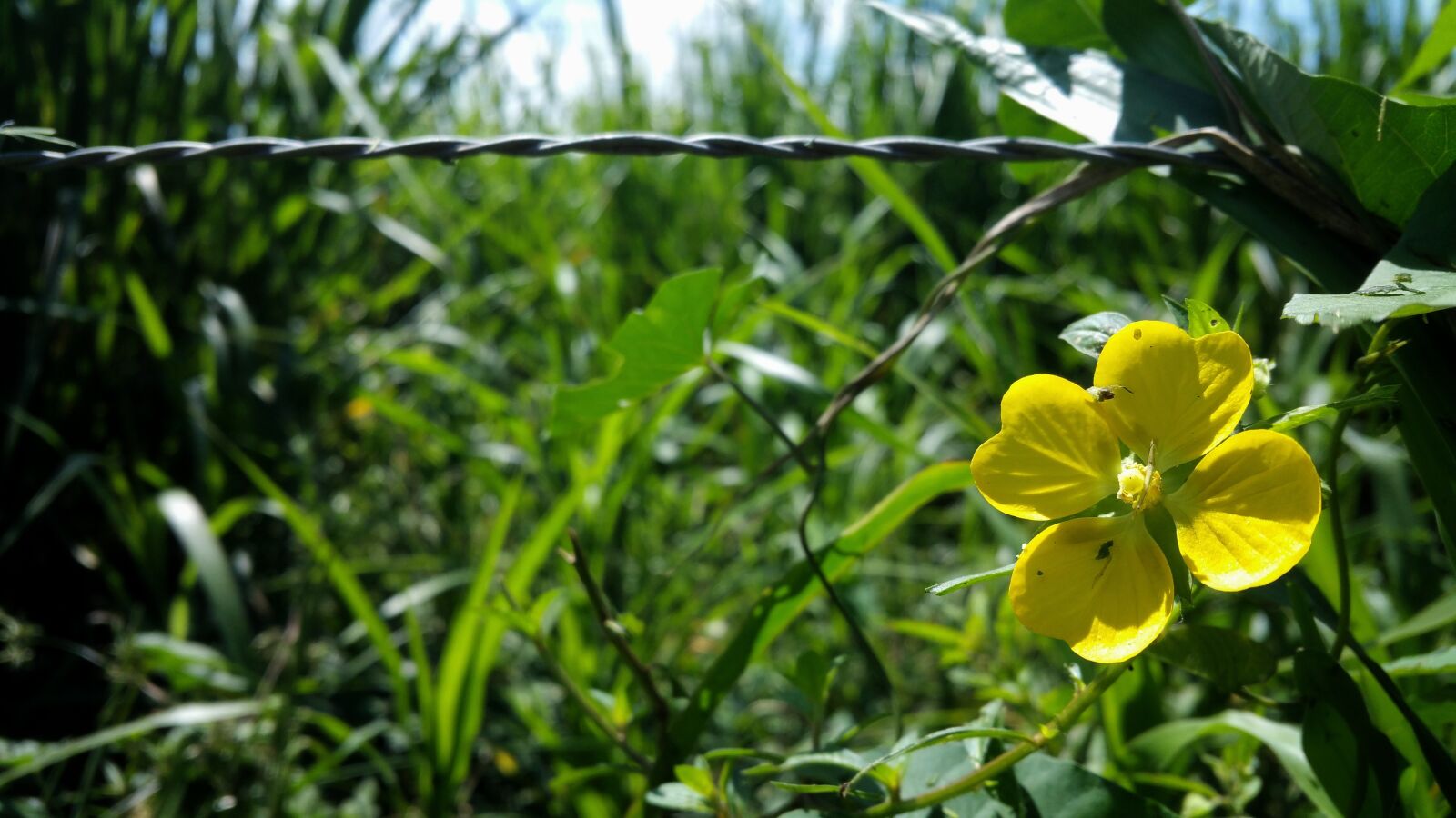 Samsung Galaxy Note4 sample photo. Flower, yellow, barb wire photography