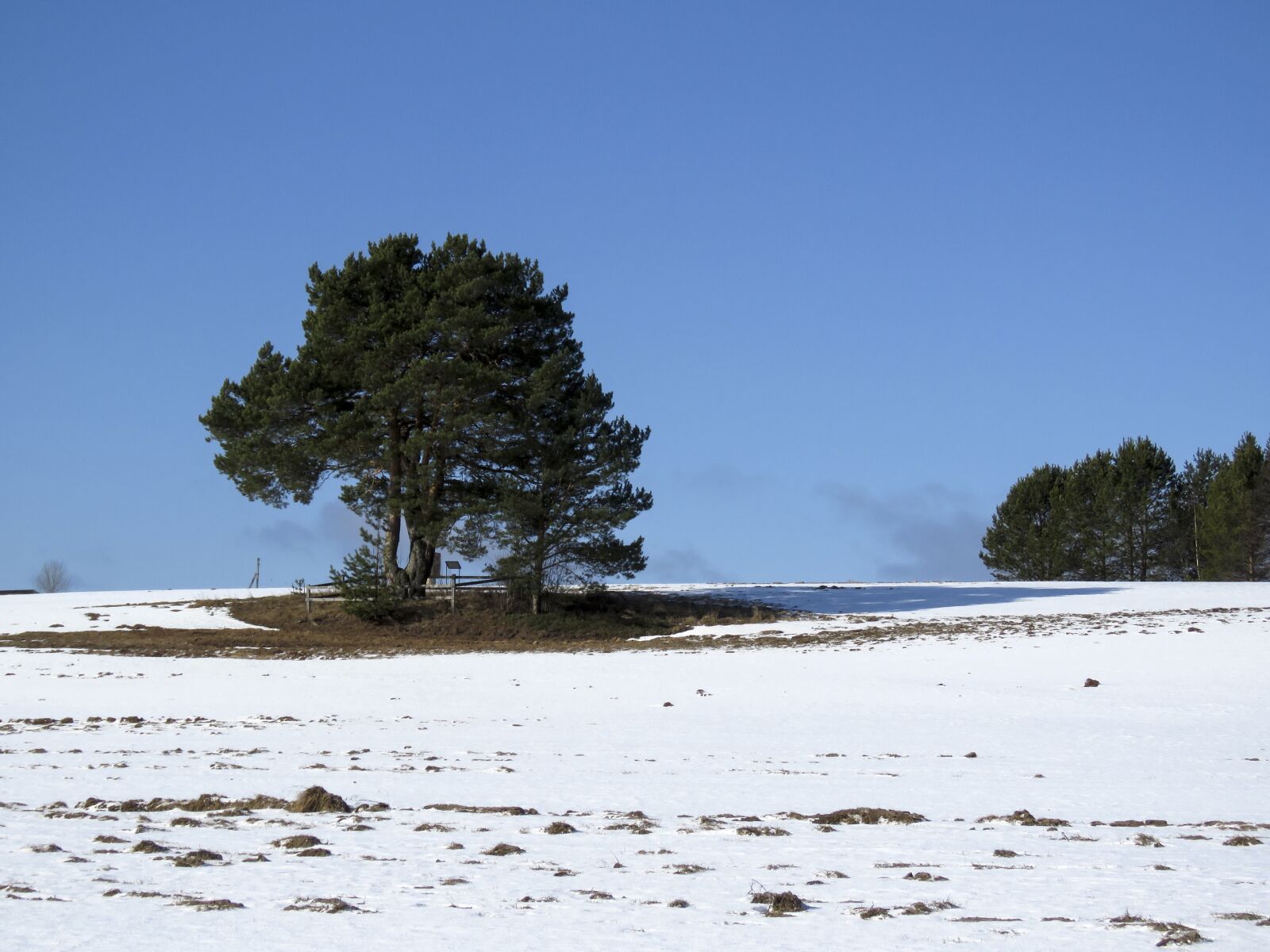 Canon PowerShot SX60 HS sample photo. Pine, tree, sky photography