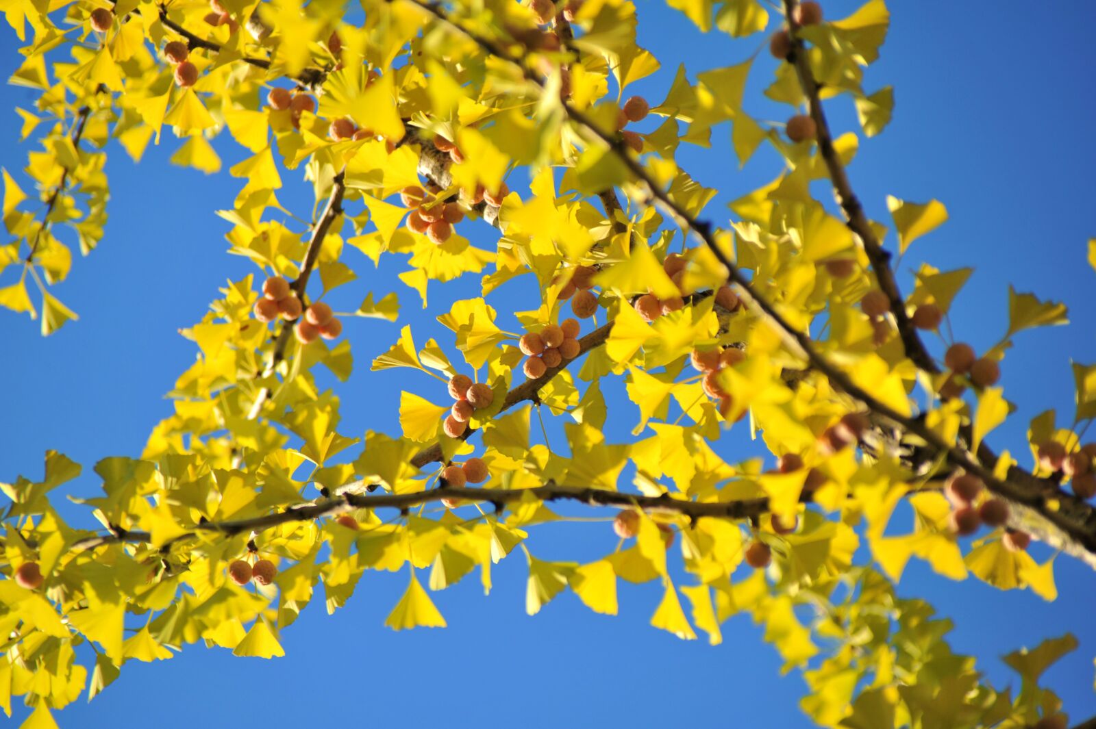 Nikon D700 sample photo. Autumn, fruit, bank photography