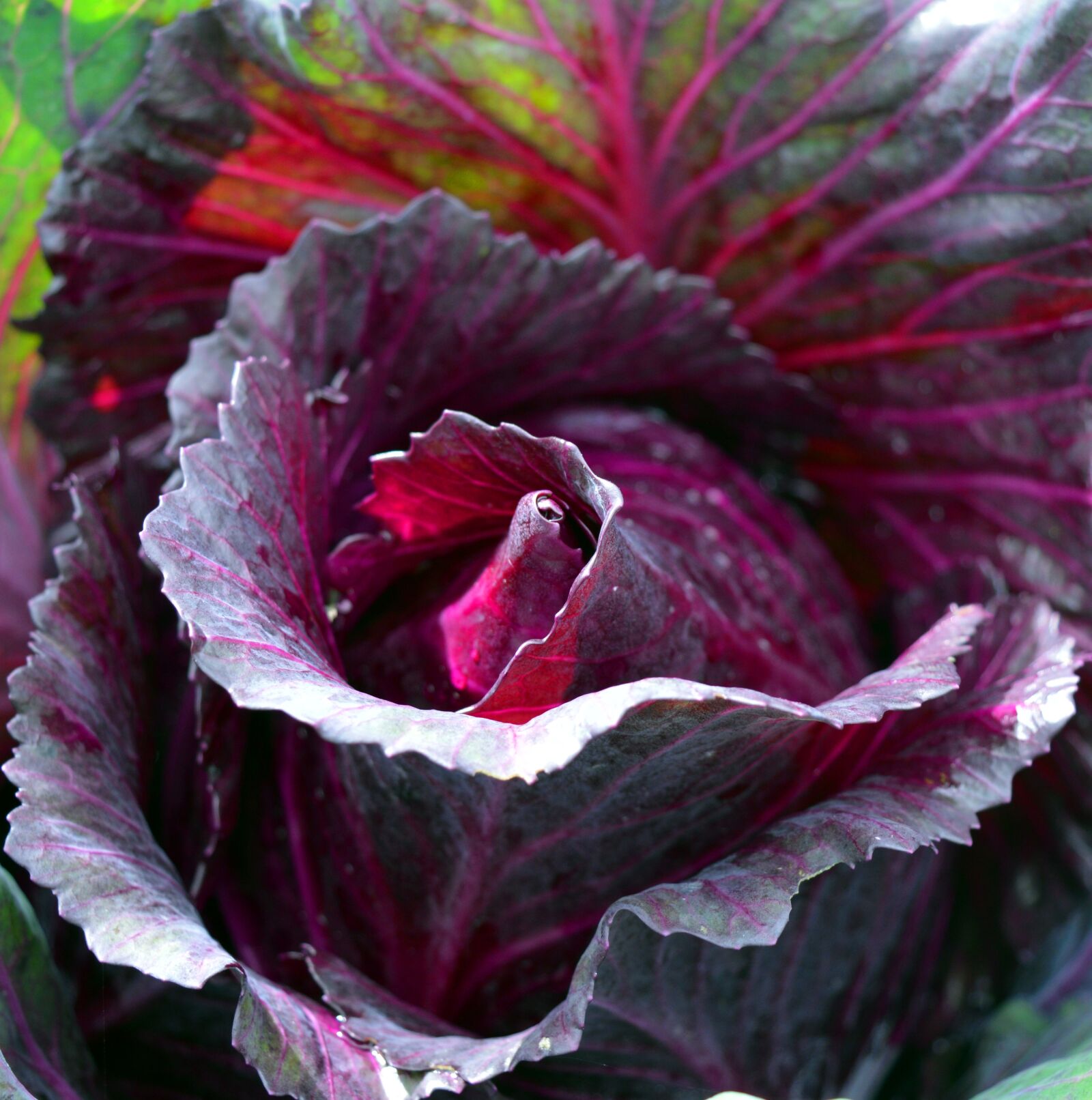 Nikon D3200 sample photo. Kohl, red cabbage, red photography