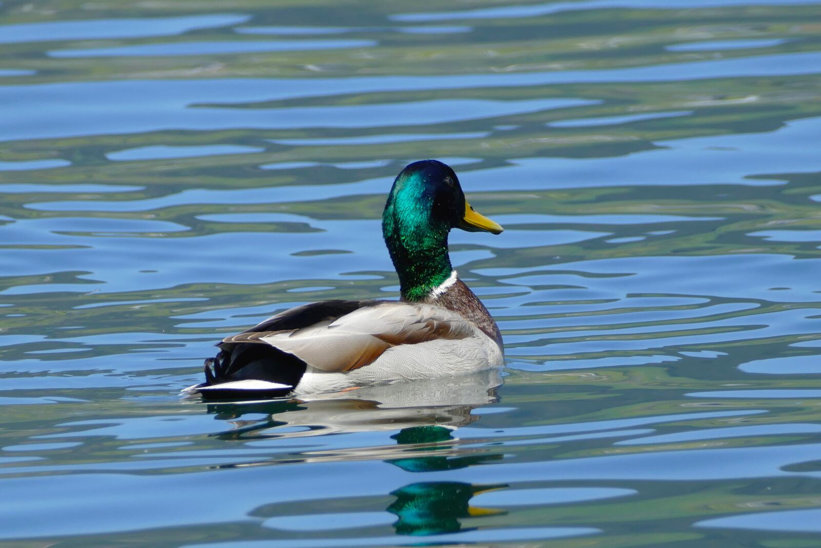 Panasonic Lumix DMC-FZ1000 sample photo. Mallard, anas platyrhynchos, duck photography