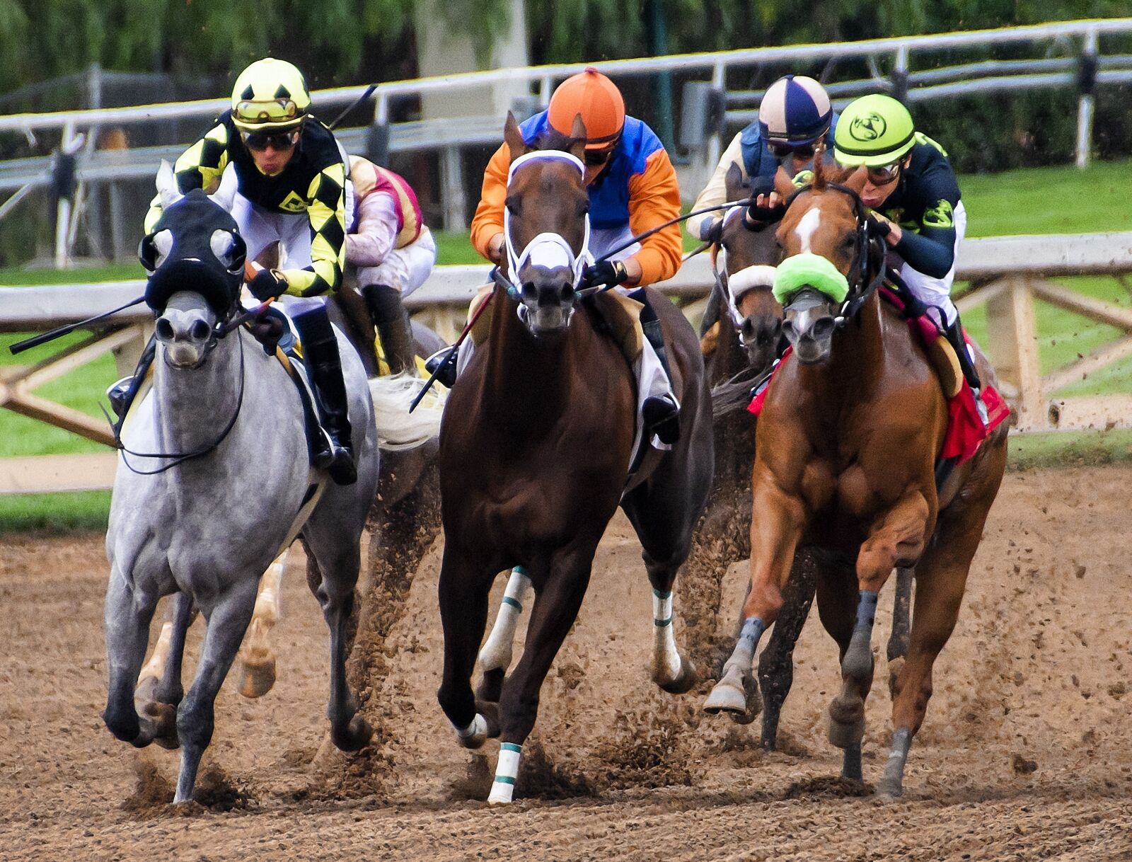 Nikon D850 sample photo. Horses, racing, race photography