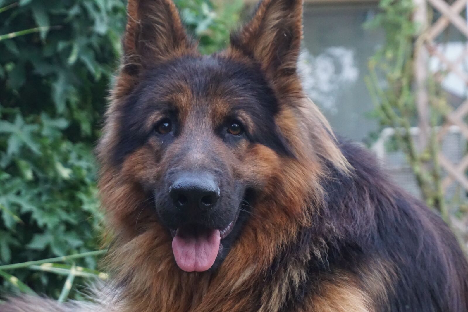 Sony a6000 sample photo. German, sch fer dog photography