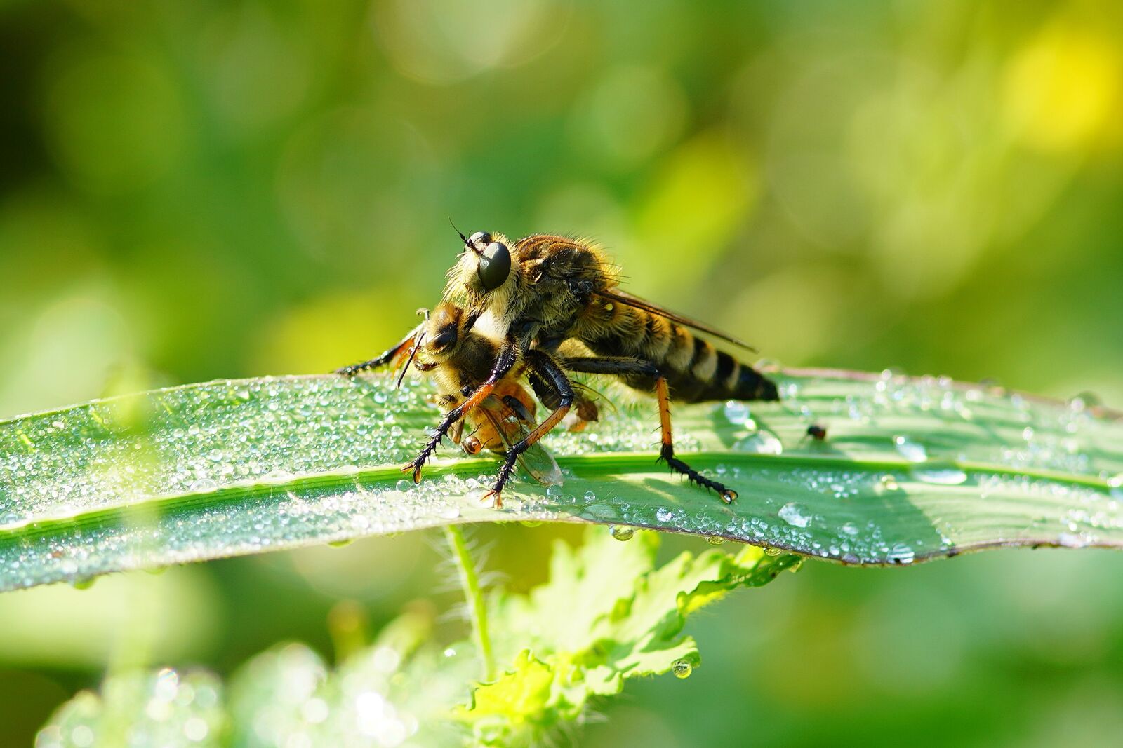 Canon EF 300mm F4L IS USM sample photo. Insect, nature, summer photography