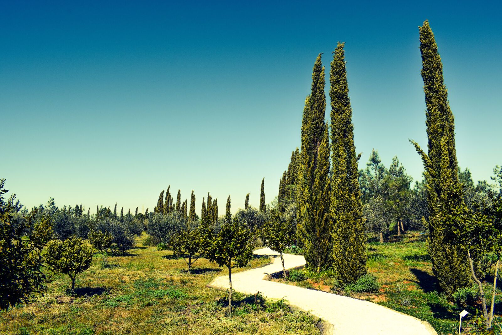 Nikon D3300 sample photo. Cyprus, avgorou, cypress photography