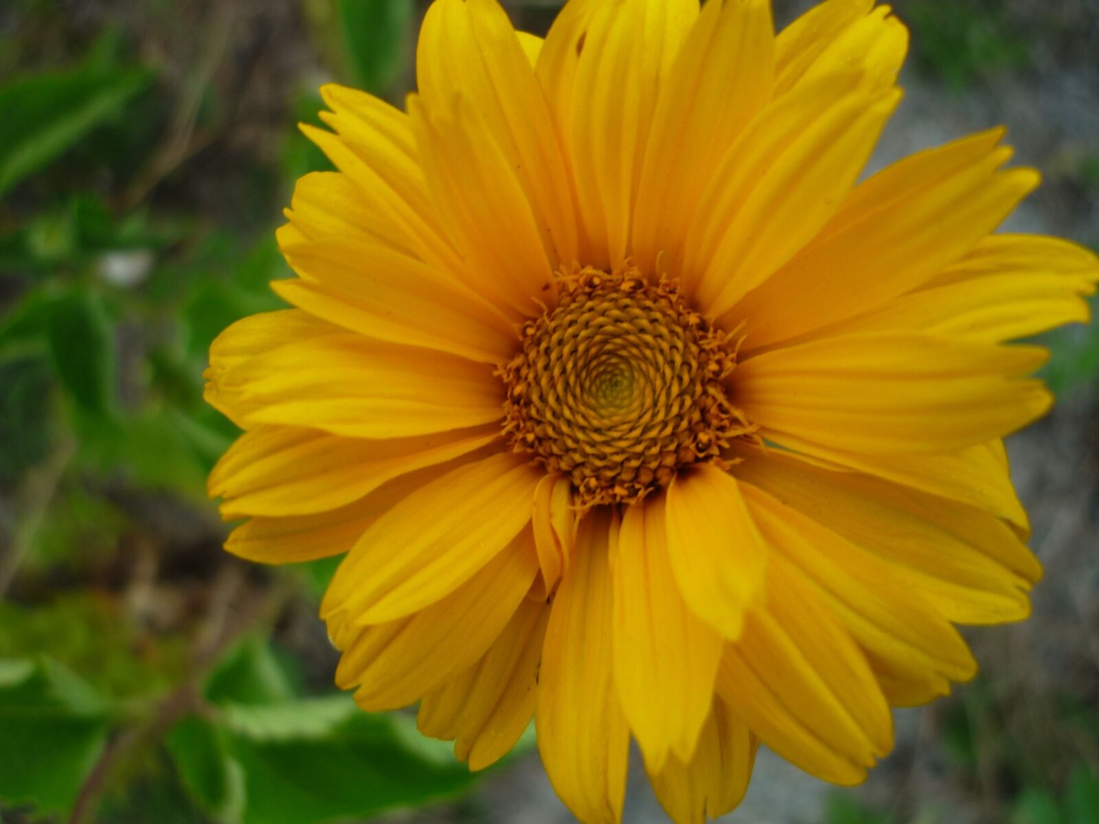 Panasonic Lumix DMC-FS6 sample photo. Coneflower, yellow flower, cultural photography