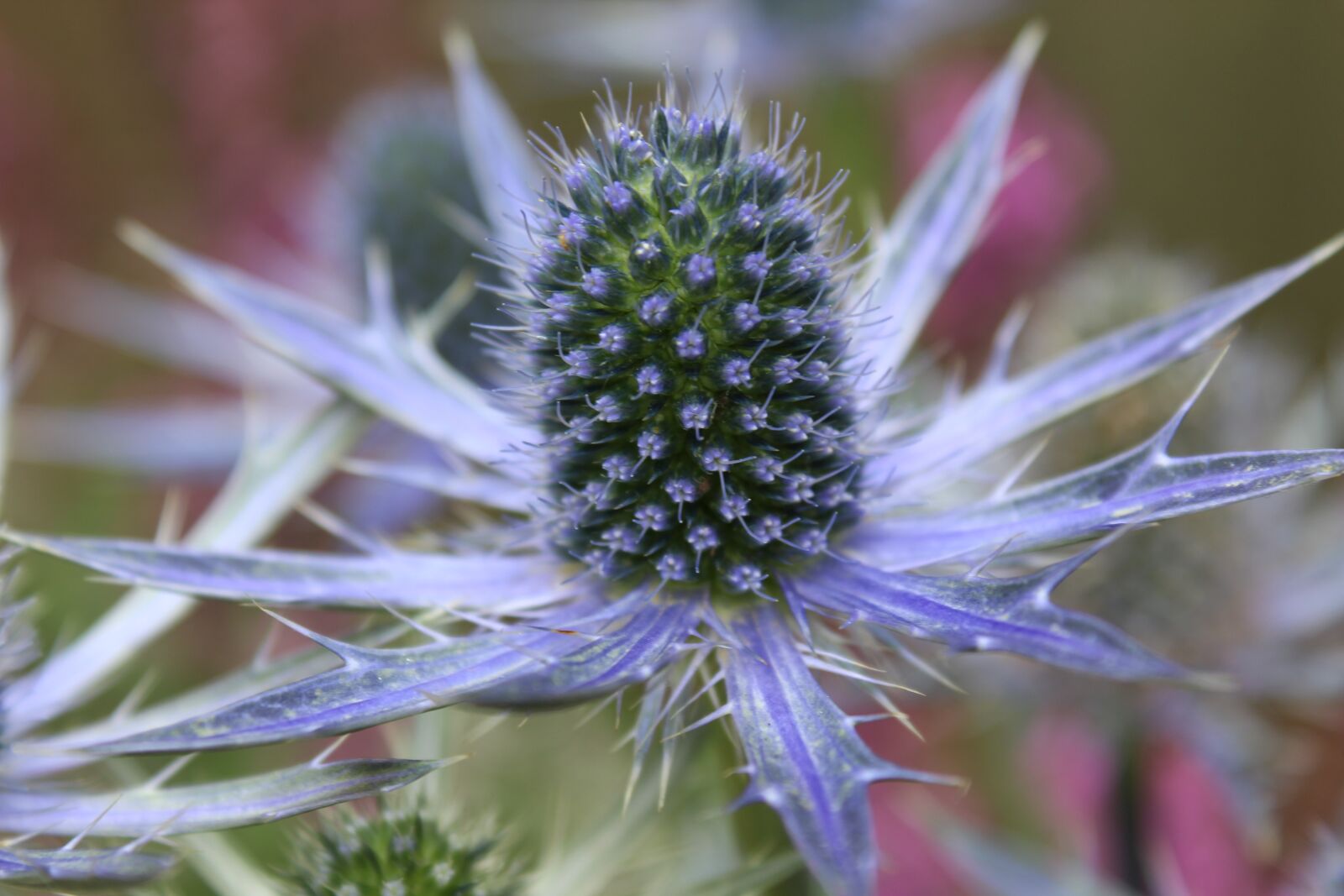 Canon EOS 1300D (EOS Rebel T6 / EOS Kiss X80) sample photo. Thistle, flowers, steel blue photography