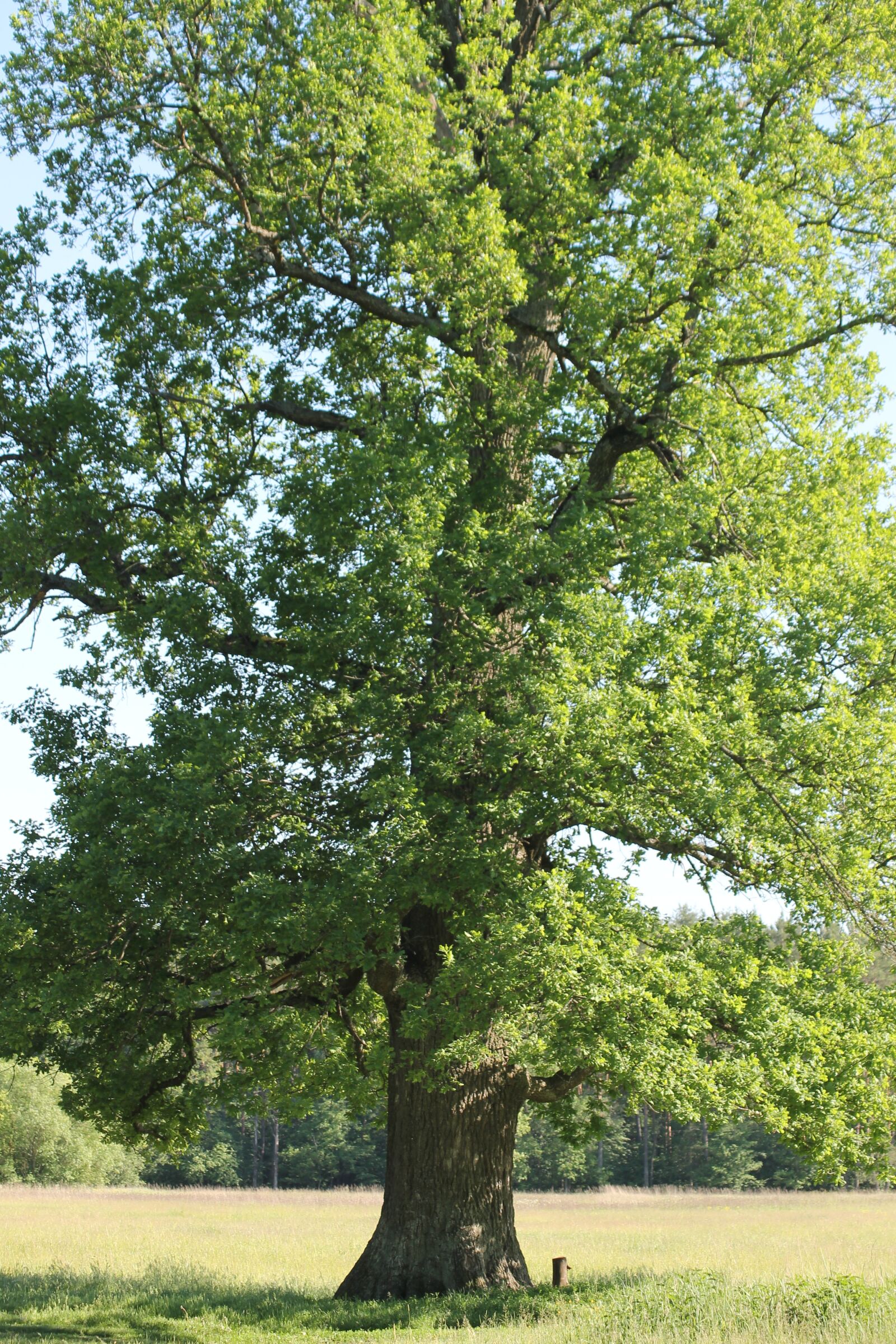 Canon EOS 1100D (EOS Rebel T3 / EOS Kiss X50) sample photo. Oak, field, summer photography