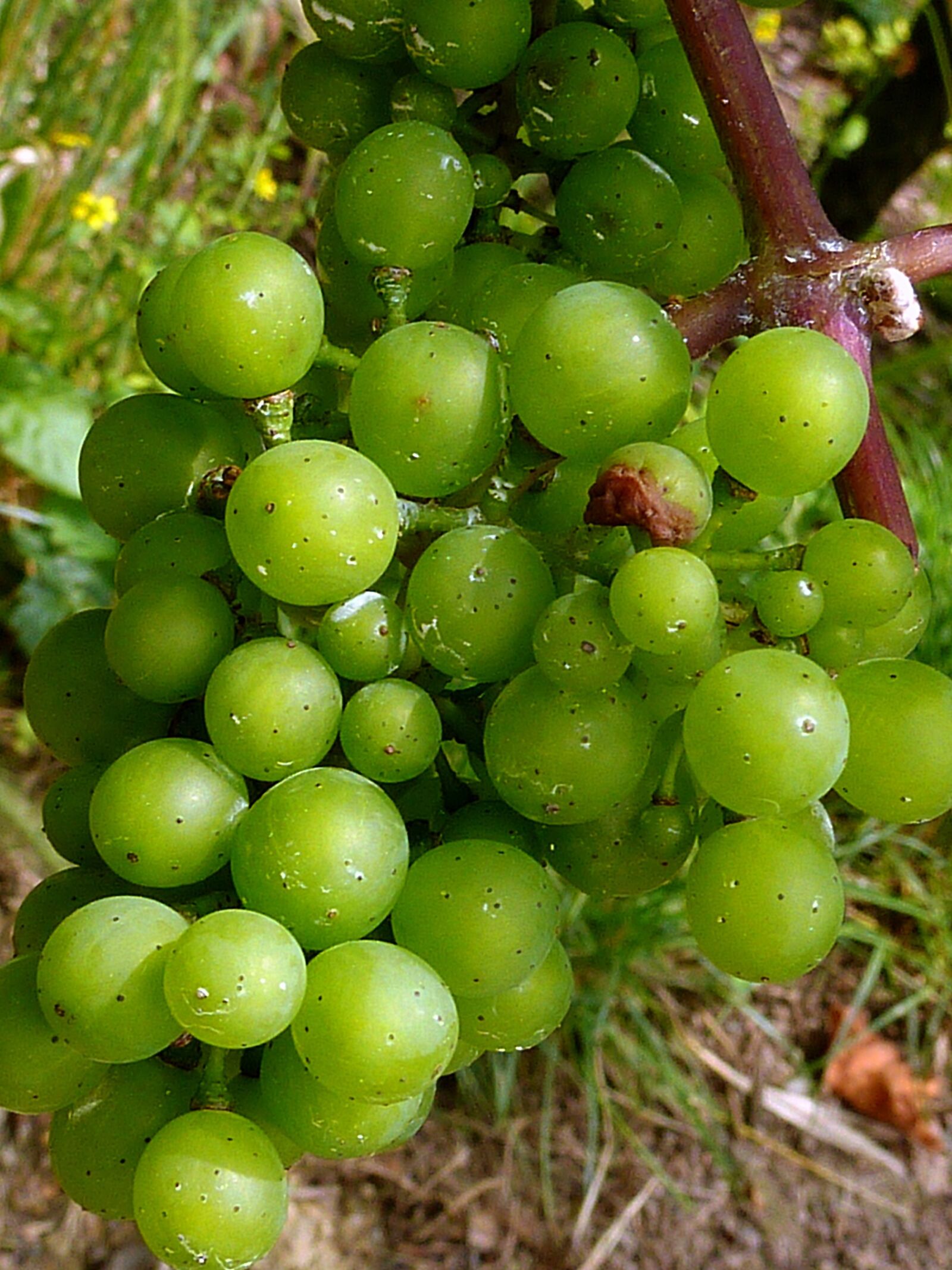 Panasonic DMC-TZ7 sample photo. Autumn, grapes, grape harvest photography