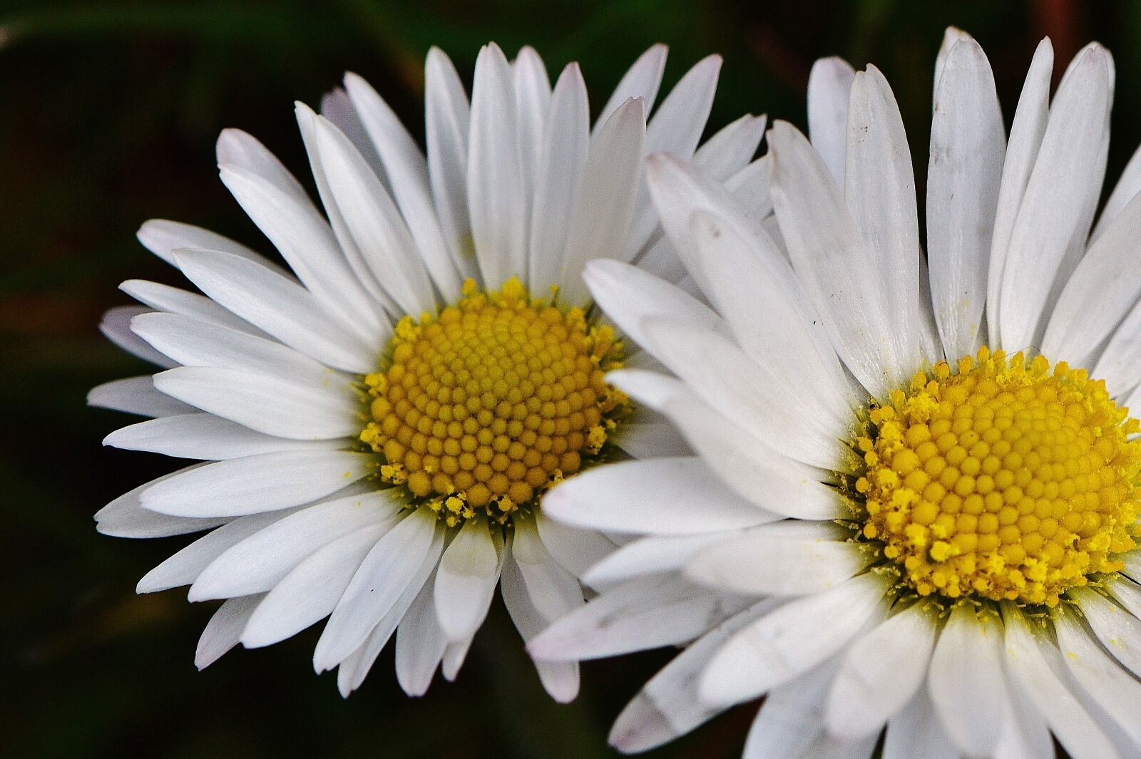 Nikon D3200 sample photo. Spring meadow, wildflowers, daisy photography