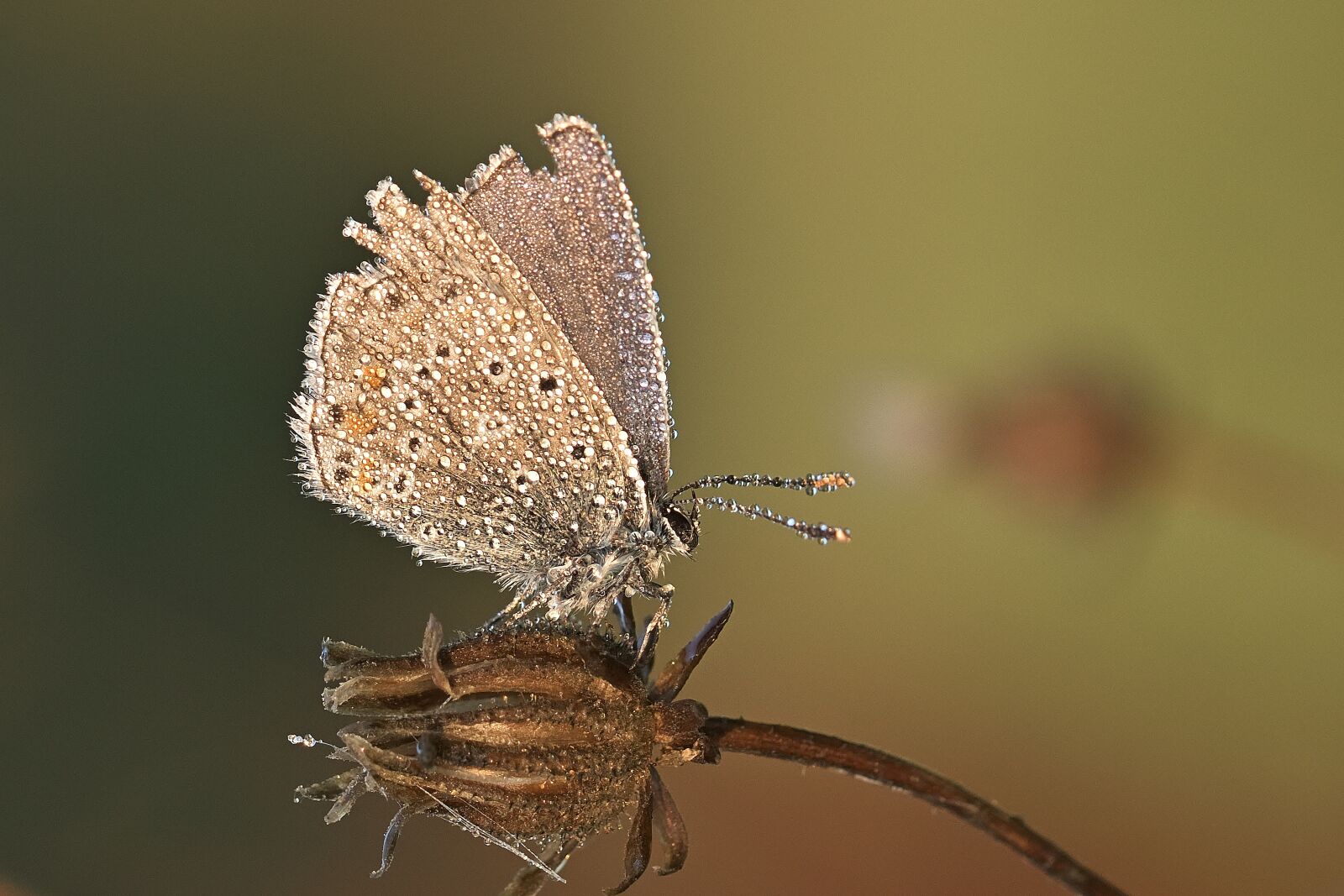 Nikon D5200 sample photo. Pollination, butterfly, bud photography