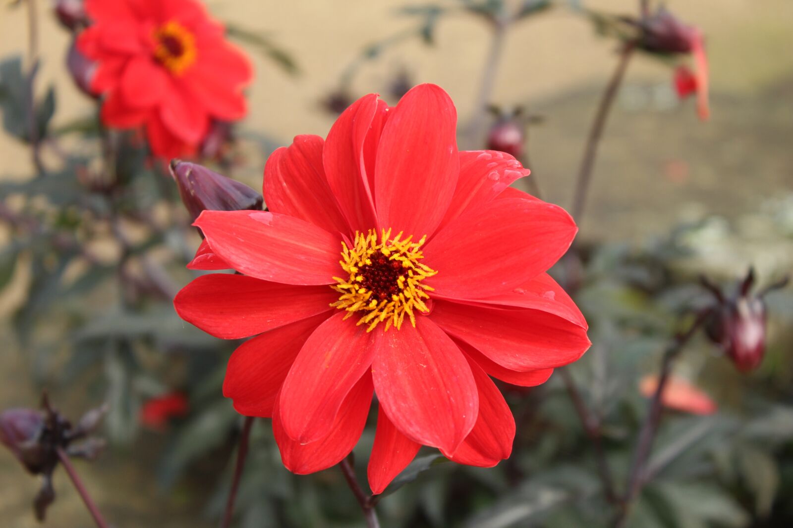 Canon EOS 4000D (EOS Rebel T100 / EOS 3000D) sample photo. Flower, dahlia, bloom photography