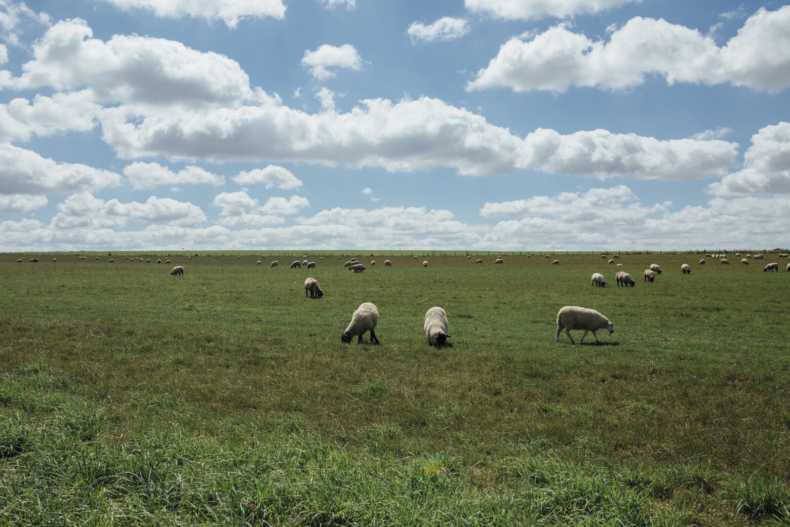 Canon EOS 5D Mark III sample photo. Lamb, sheep, ram photography