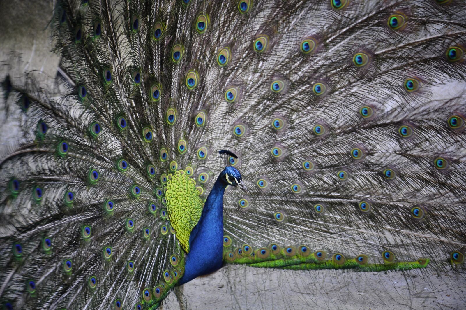 Nikon D90 sample photo. Turkey, feathers, royal photography
