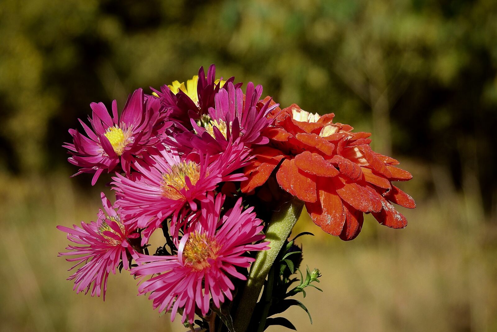 Nikon Coolpix P900 sample photo. Flowers, bouquet, colorful photography