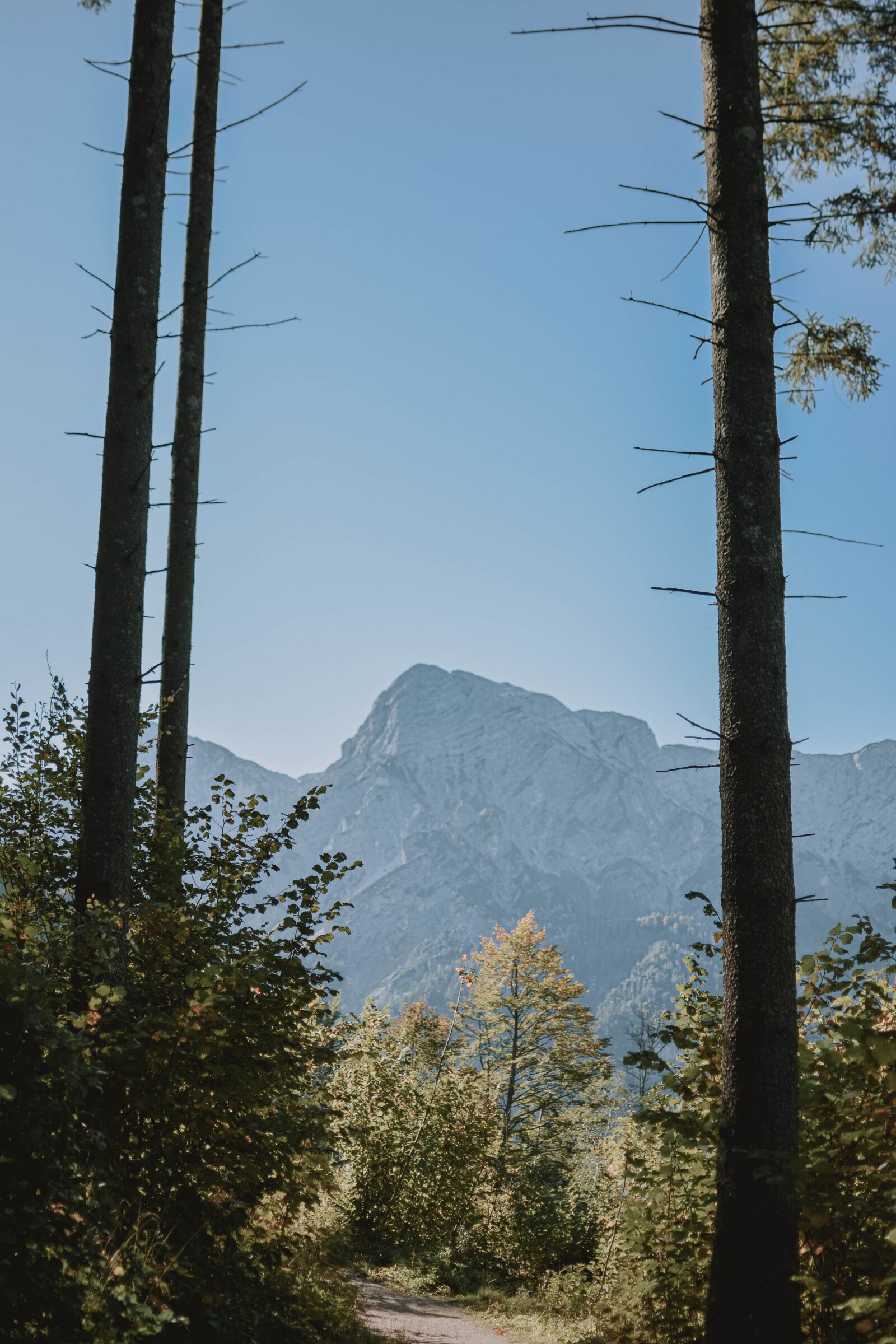 Nikon D5200 sample photo. Nature, landscape, forest photography