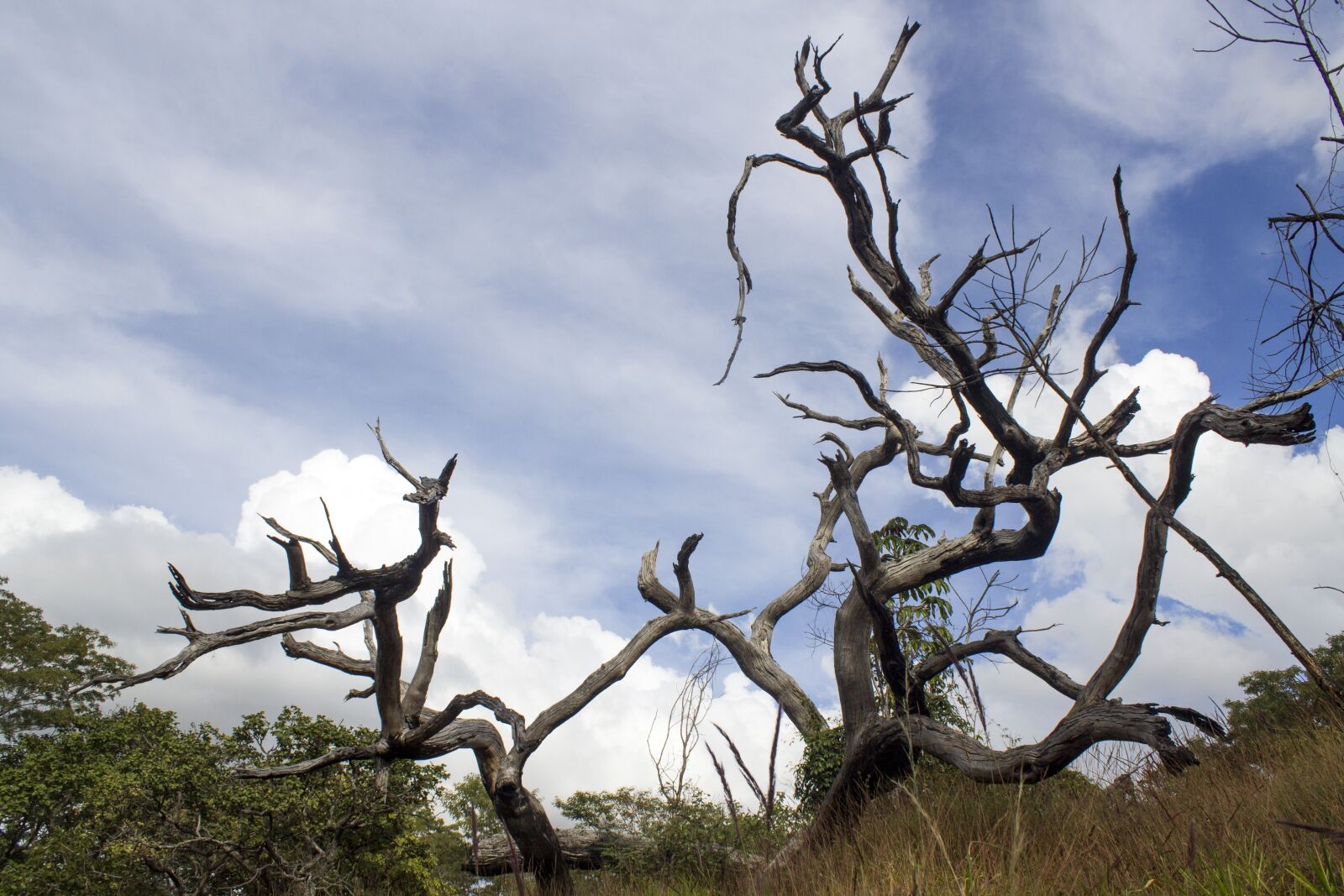 Canon EOS 1100D (EOS Rebel T3 / EOS Kiss X50) sample photo. Dead tree, tree, sky photography
