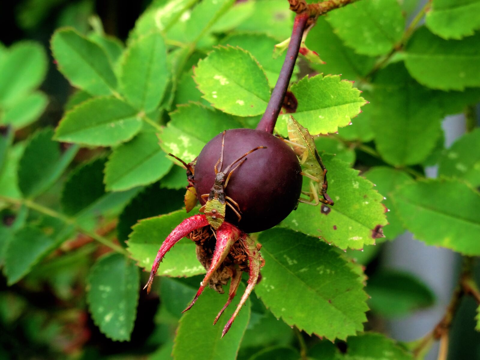 Sony DSC-HX50 sample photo. Insect, nature, berry photography