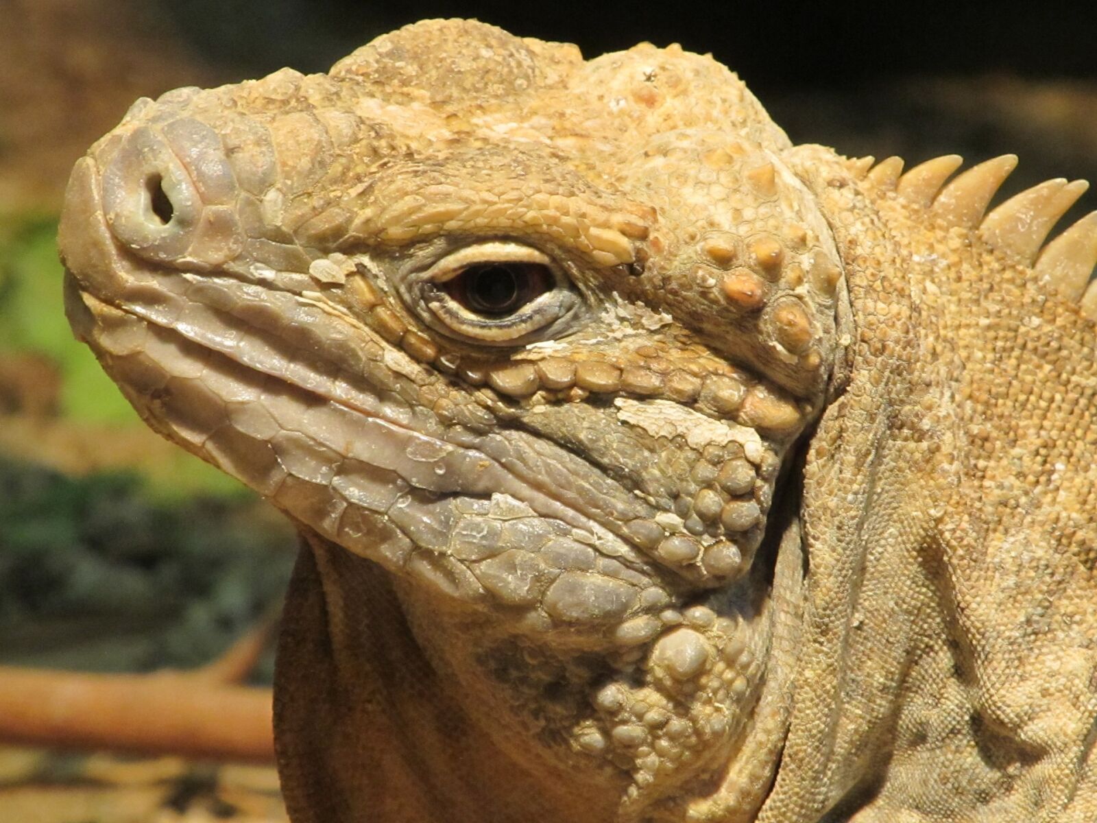 Canon PowerShot SX130 IS sample photo. Jamaican iguana, reptile, rare photography