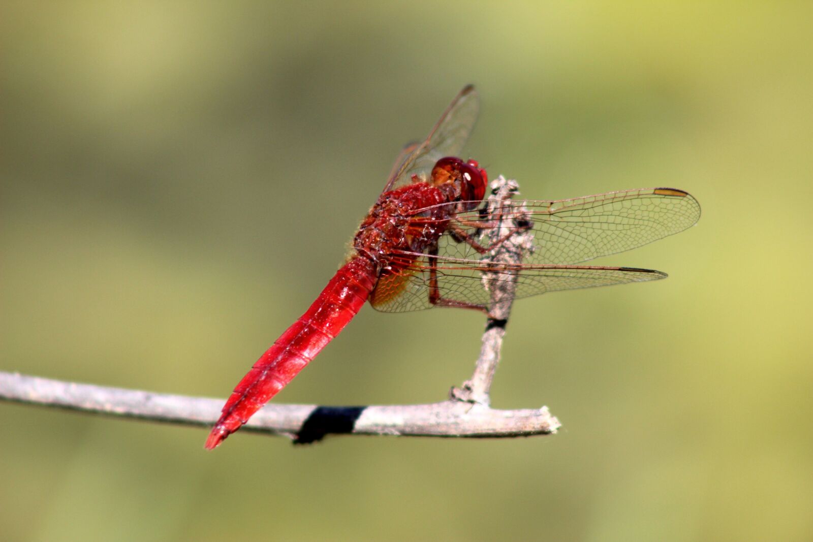Canon EF75-300mm f/4-5.6 sample photo. Nature, insect, animals photography