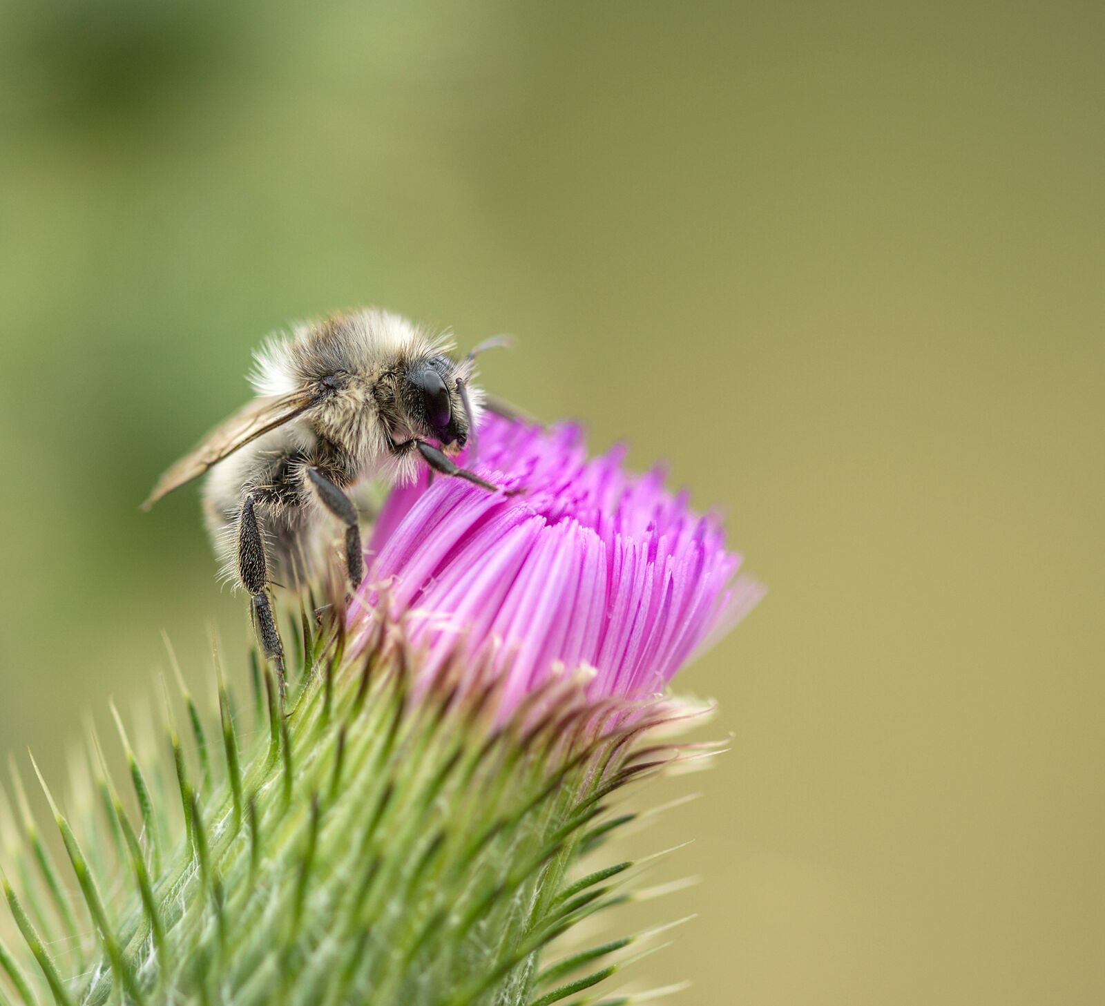 Sony SLT-A77 + 105mm F2.8 sample photo. Bee, thistle, rest photography