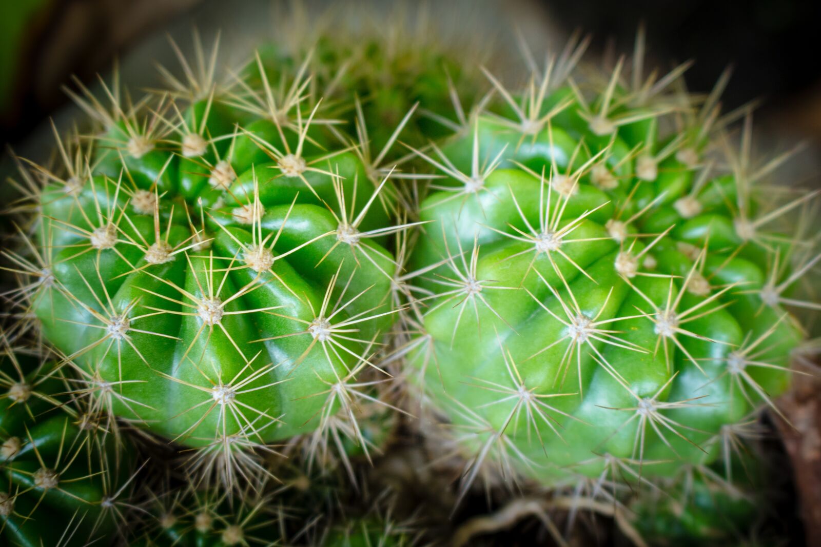 Canon EOS 700D (EOS Rebel T5i / EOS Kiss X7i) sample photo. Plant, spikes, thorns photography