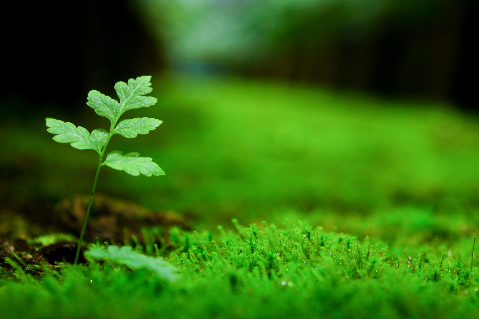 Nikon D5300 sample photo. Fresh, grass, green, tree photography