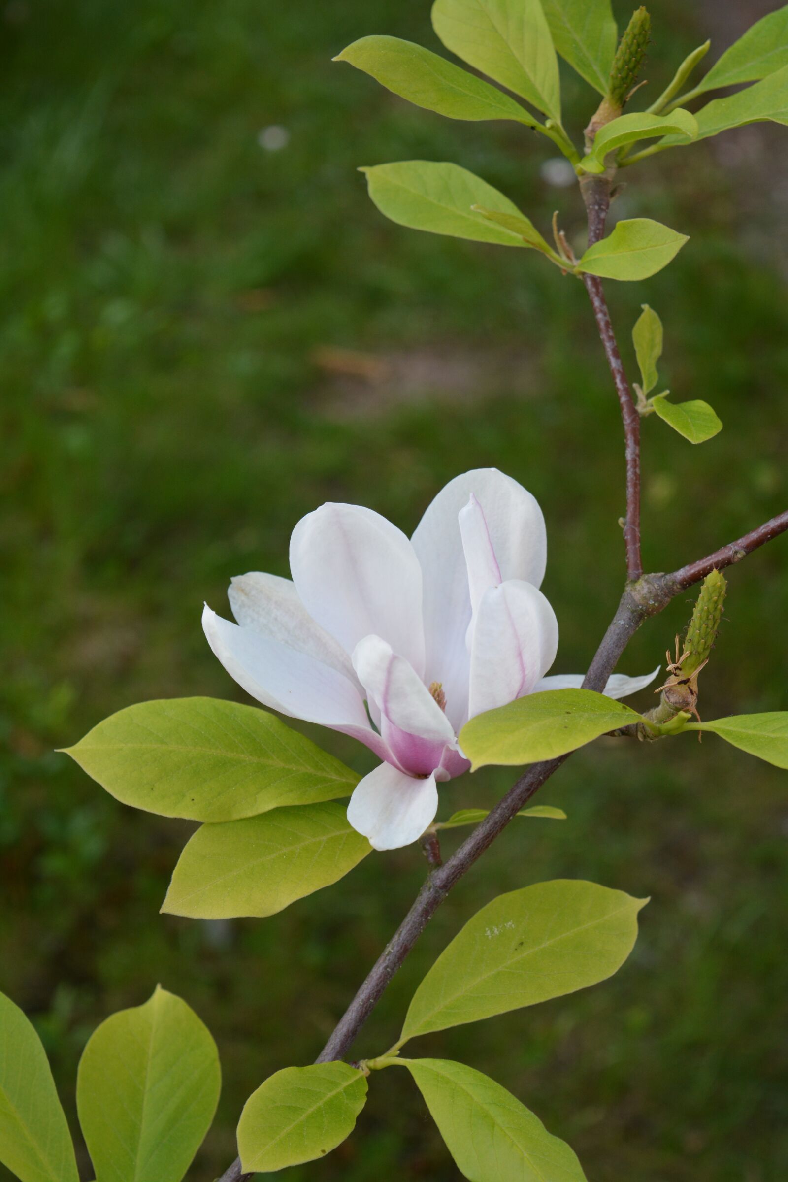 Nikon D5200 sample photo. Flower, magnolia, rose photography