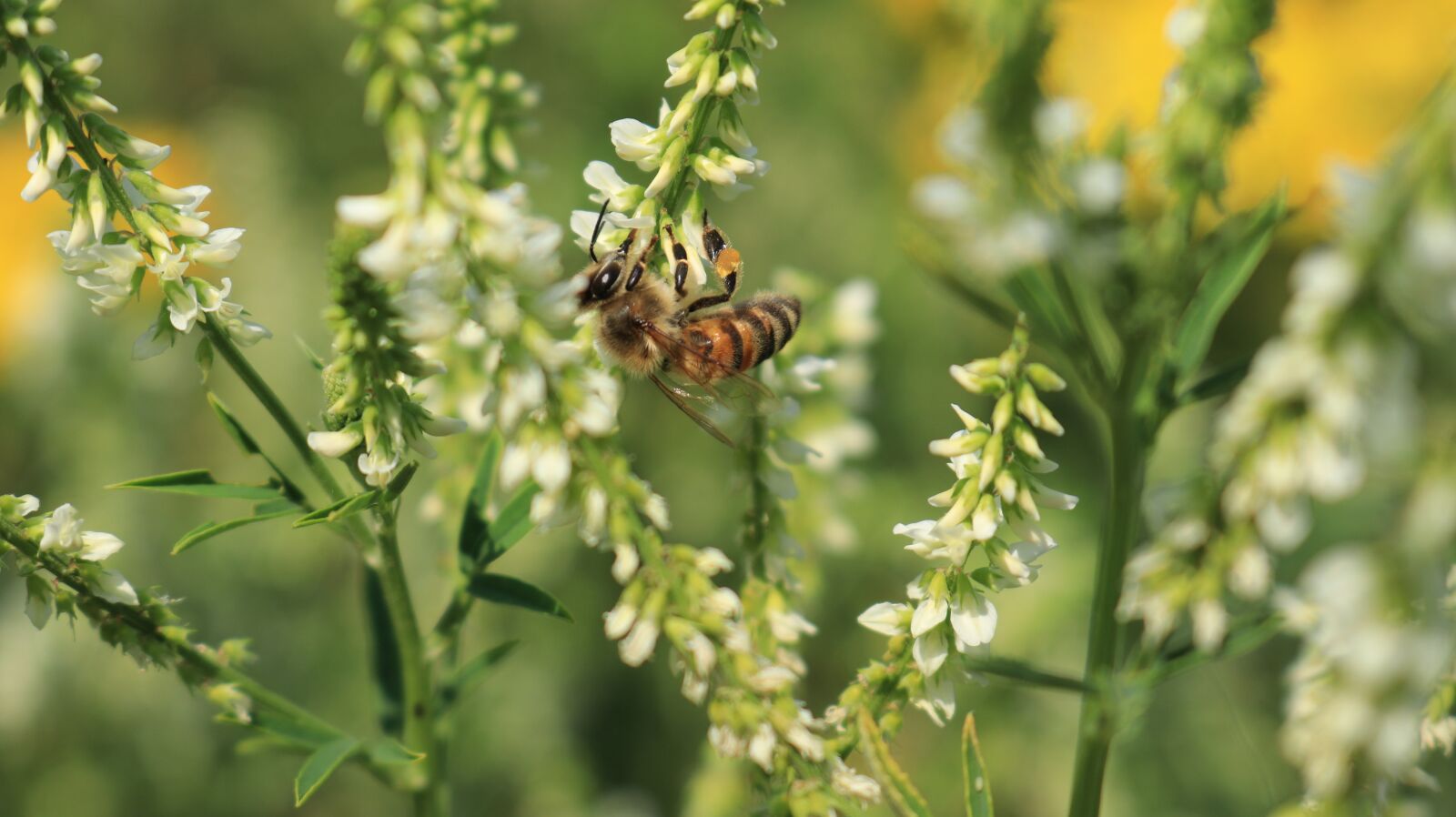 Canon EOS 80D sample photo. Bee, blossom, bloom photography