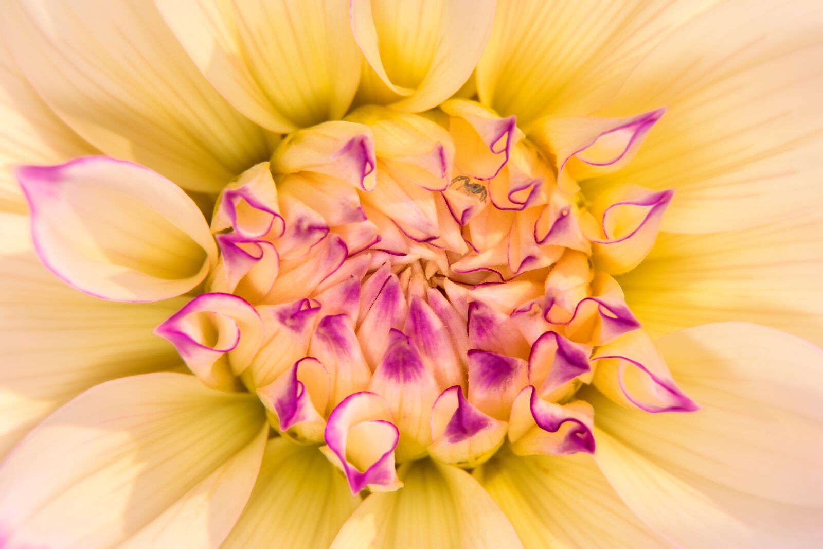 Nikon D7200 sample photo. Flower, blossom, bloom photography
