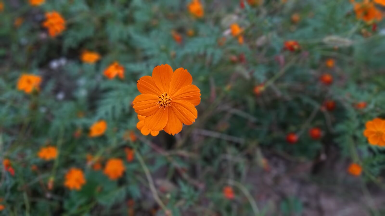 Samsung Galaxy A9 (2018) sample photo. Plants, background, nature photography