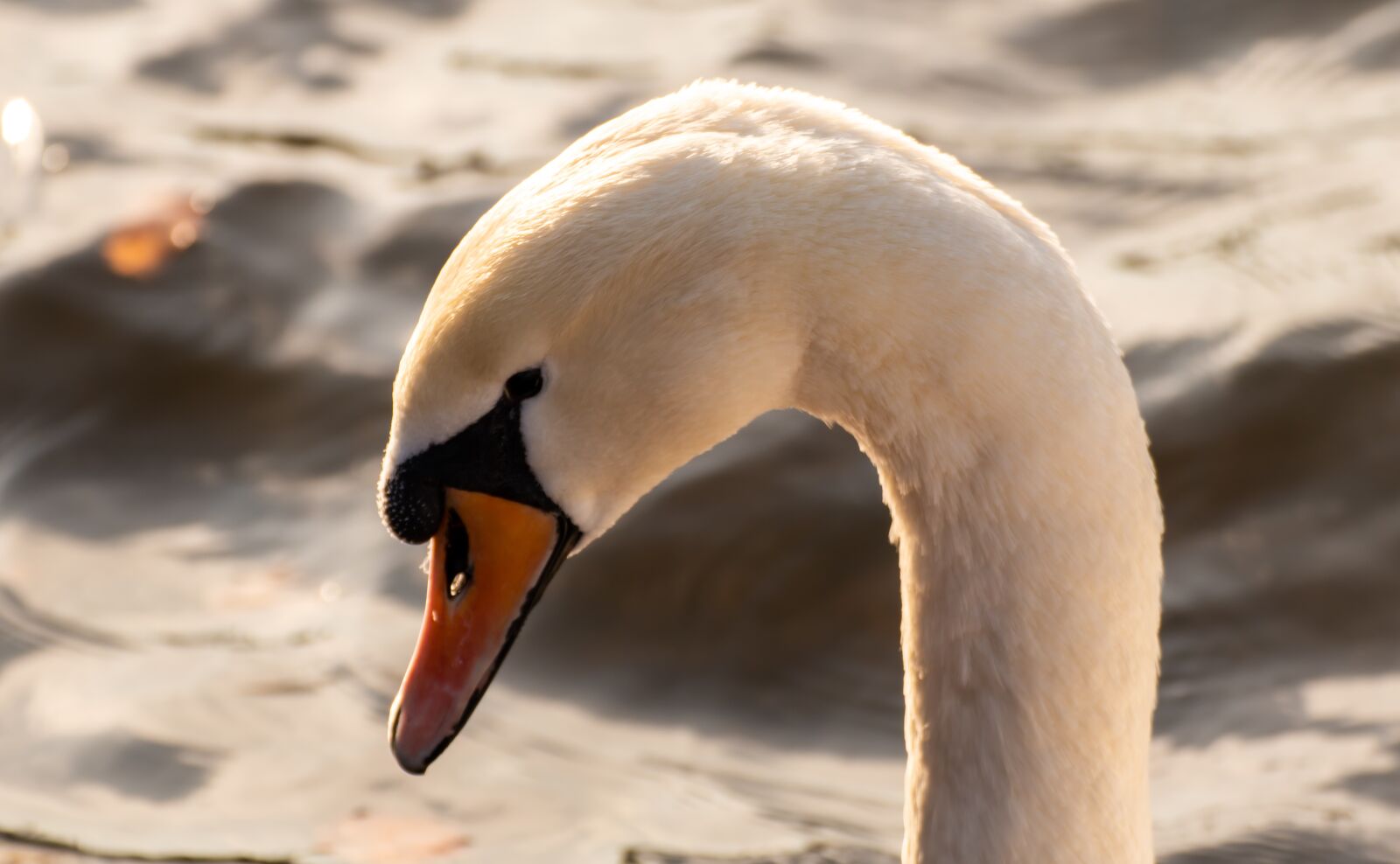 Canon EOS 200D (EOS Rebel SL2 / EOS Kiss X9) sample photo. Swan, water bird, schwimmvogel photography