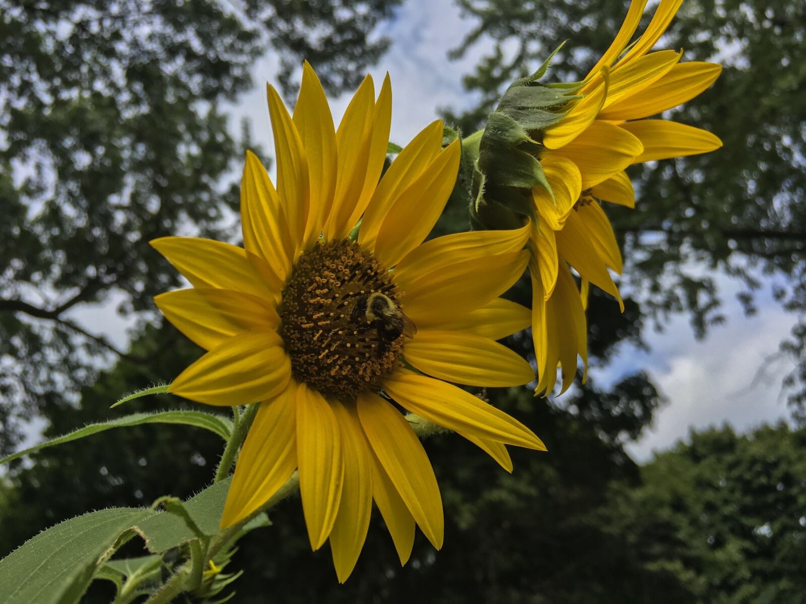 Apple iPhone 6s sample photo. Yellow, flower, nature photography