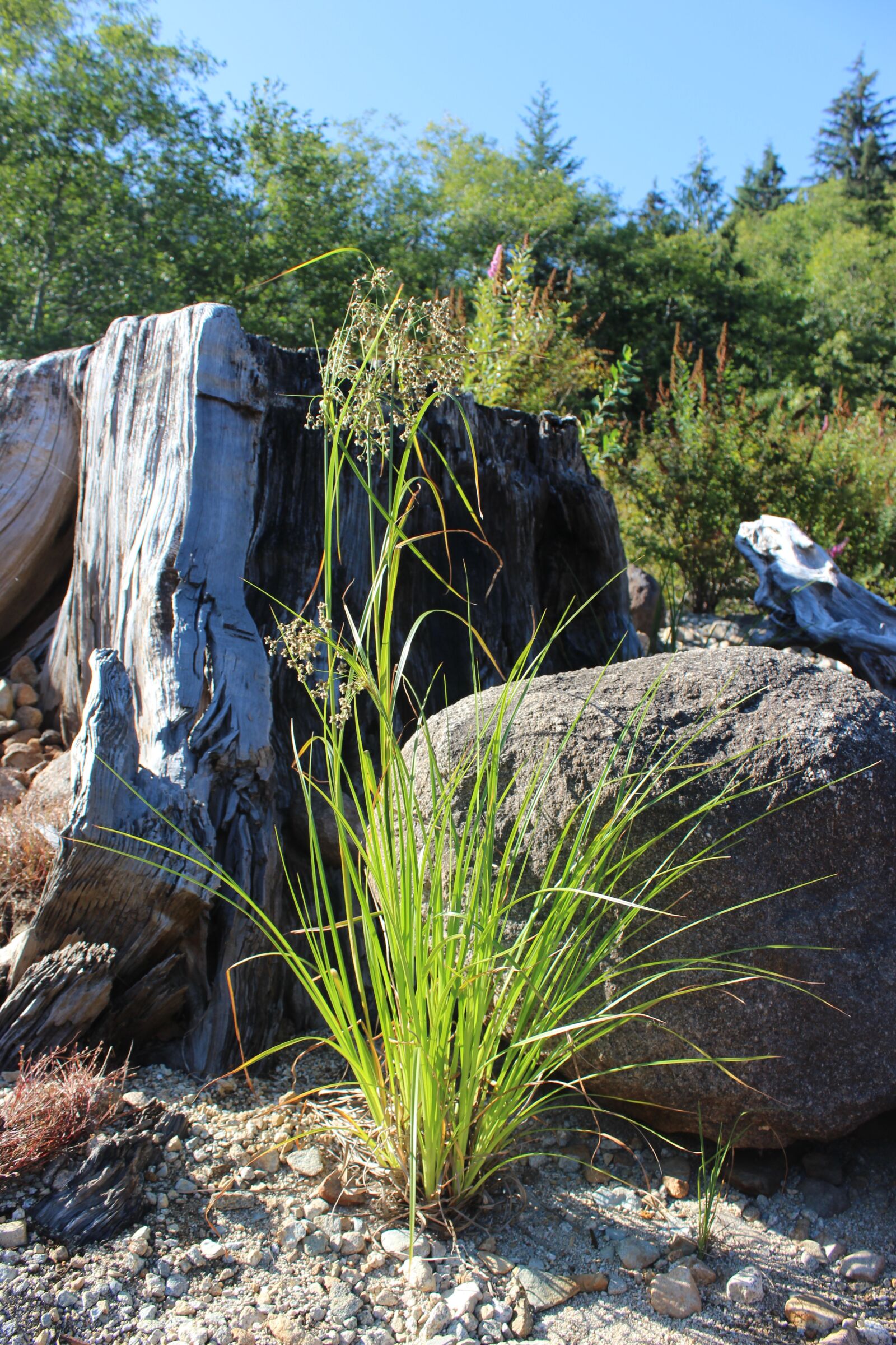 Canon EOS 1200D (EOS Rebel T5 / EOS Kiss X70 / EOS Hi) sample photo. Close-up, green, rock photography